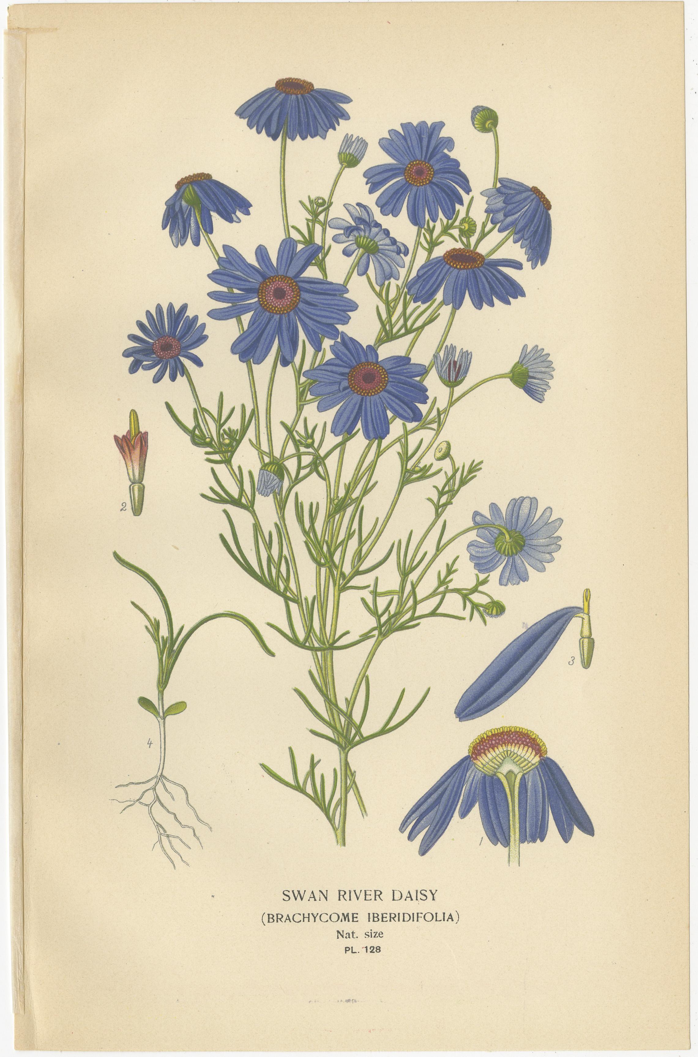 Botanical-Drucke: Swan River Daisy, Double Daisies & Michaelmas Daisies, 1897 (Papier) im Angebot