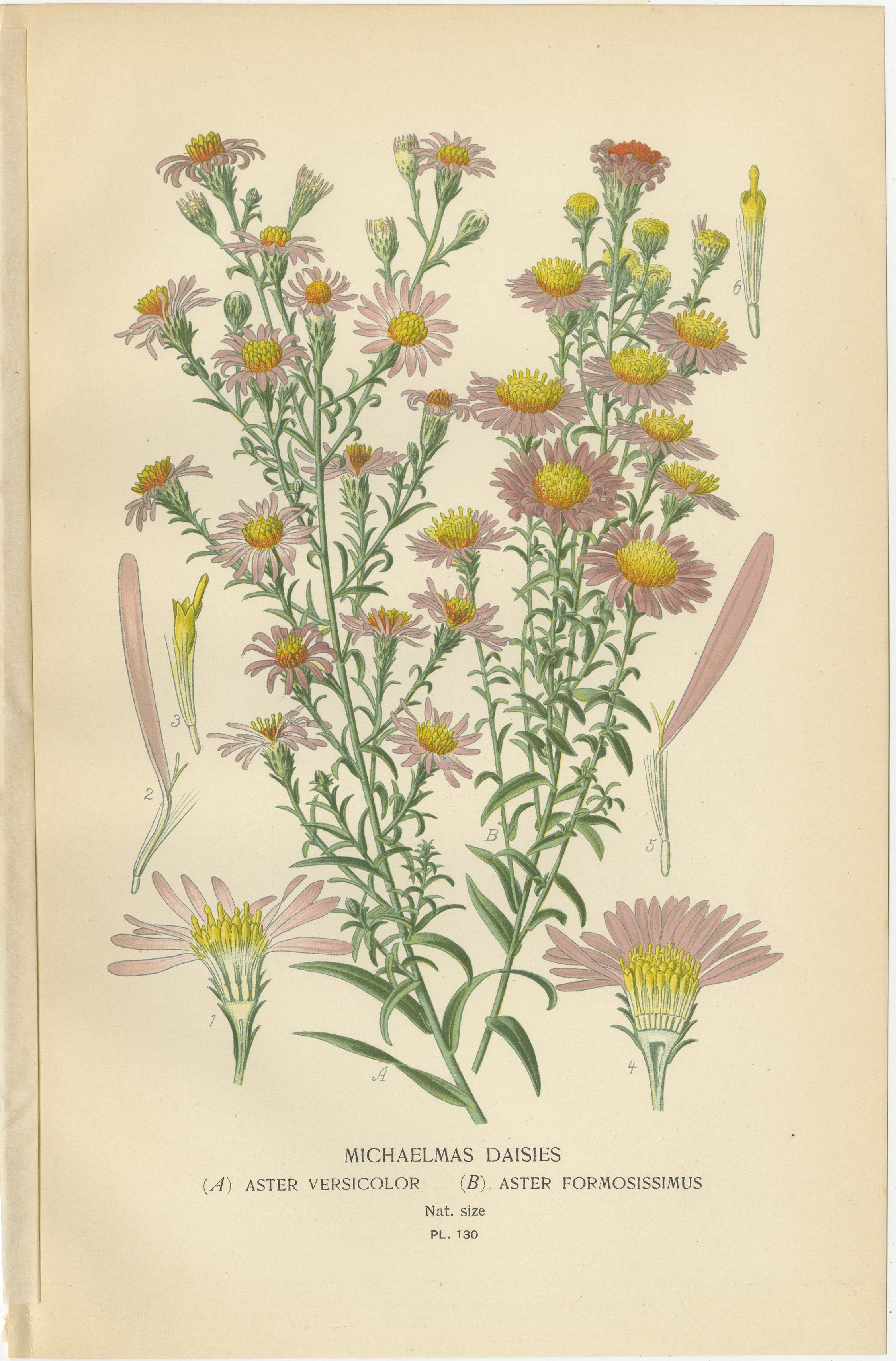 Botanical-Drucke: Swan River Daisy, Double Daisies & Michaelmas Daisies, 1897 im Angebot 2