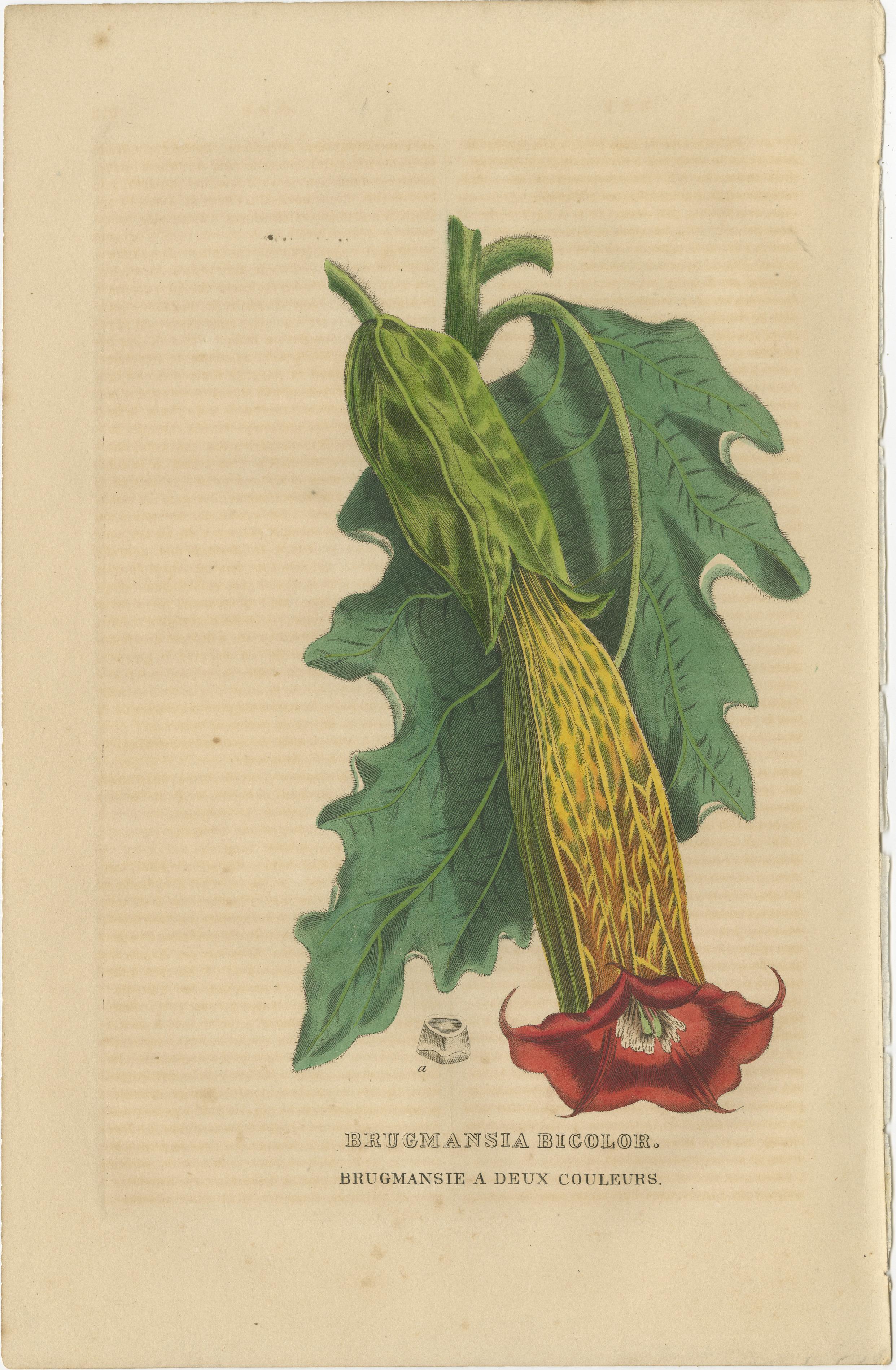 Dieses Bild ist eine wunderschöne Collage antiker handkolorierter botanischer Stiche aus dem Jahr 1845, die jeweils eine andere Pflanzenart mit außergewöhnlichen Details und leuchtenden Farben zeigen. Die Gravuren stellen die folgenden Pflanzen