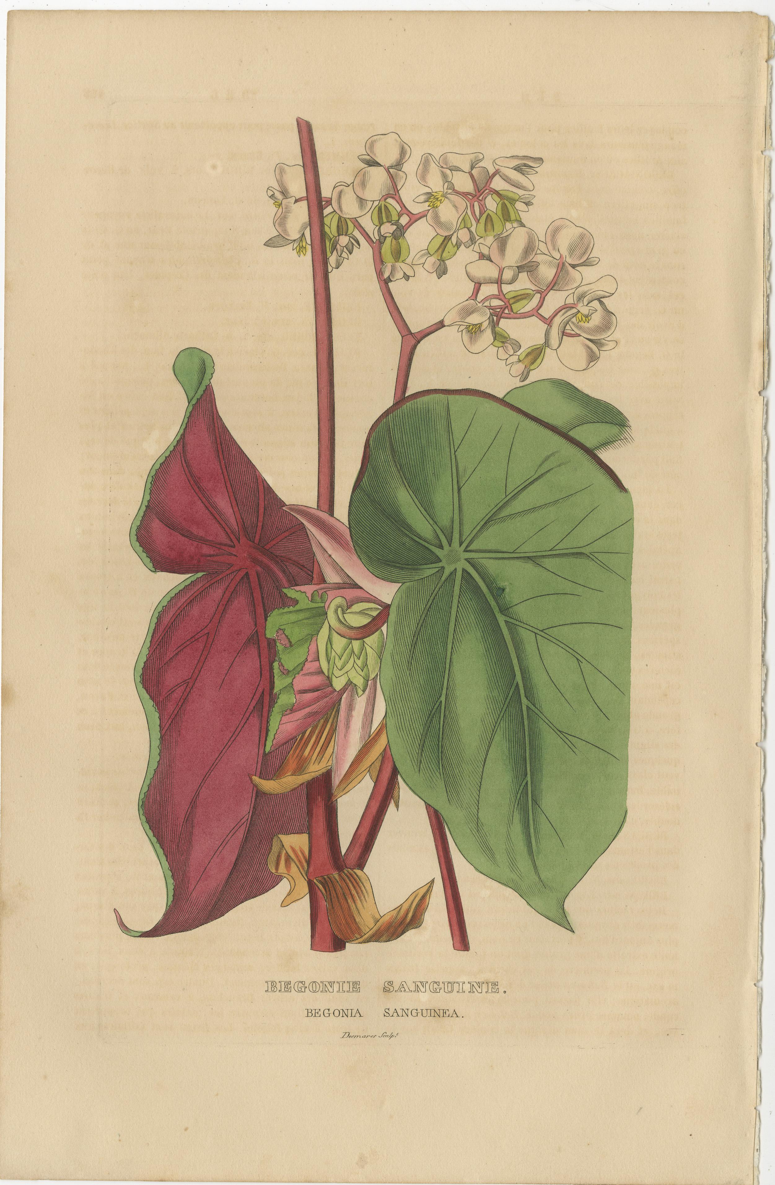 Engraved Botanical Rarities: Pristine Hand-Colored Engravings from 1845 For Sale