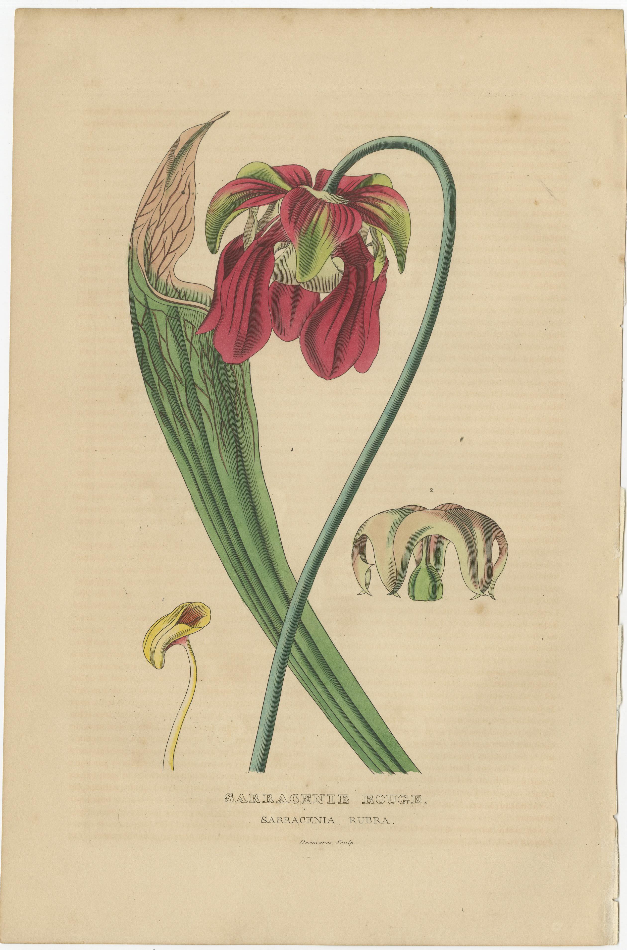Botanical Rarities: Pristine Hand-Colored Engravings from 1845 In Good Condition For Sale In Langweer, NL