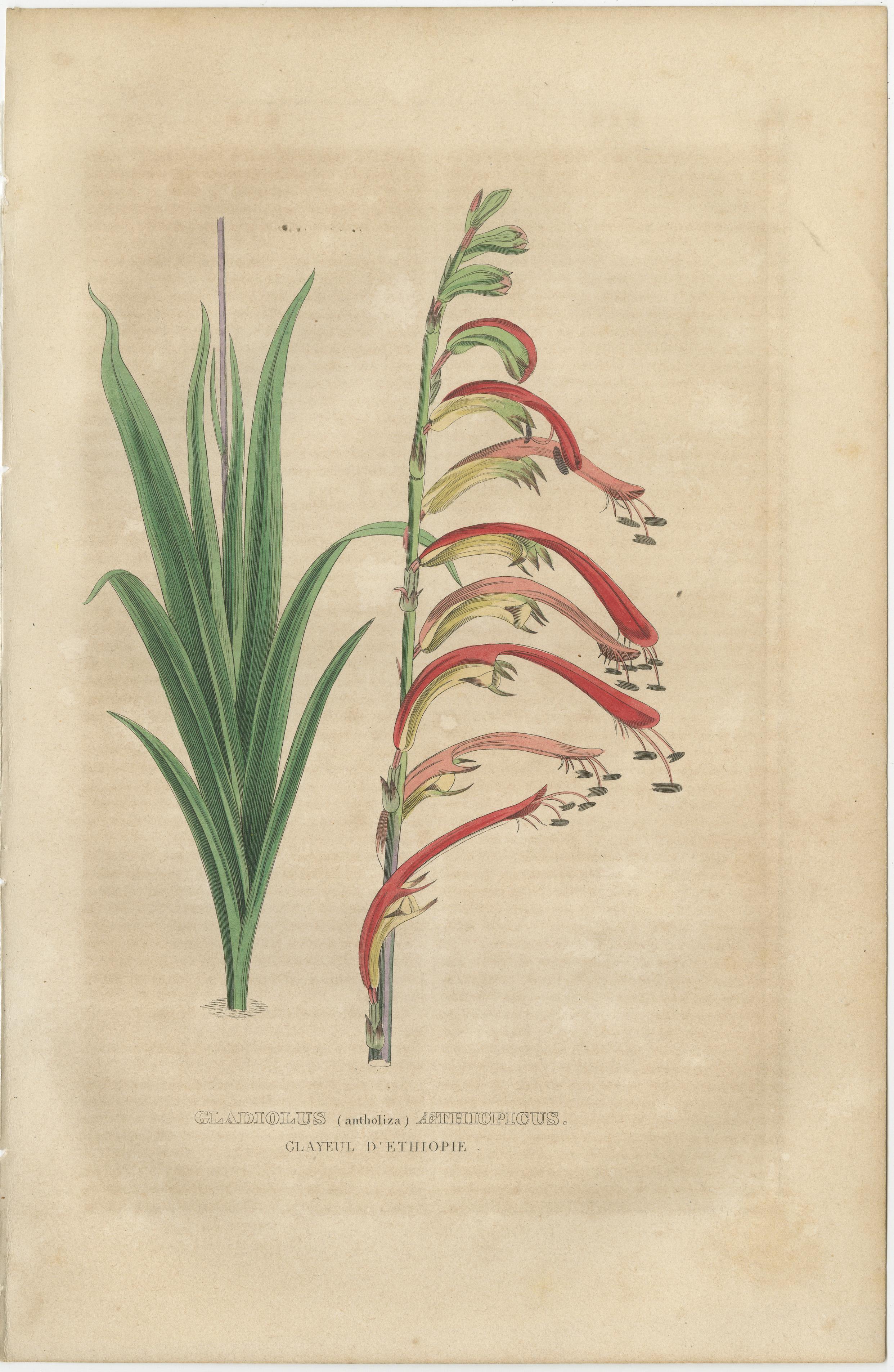19th Century Botanical Rarities: Pristine Hand-Colored Engravings from 1845 For Sale