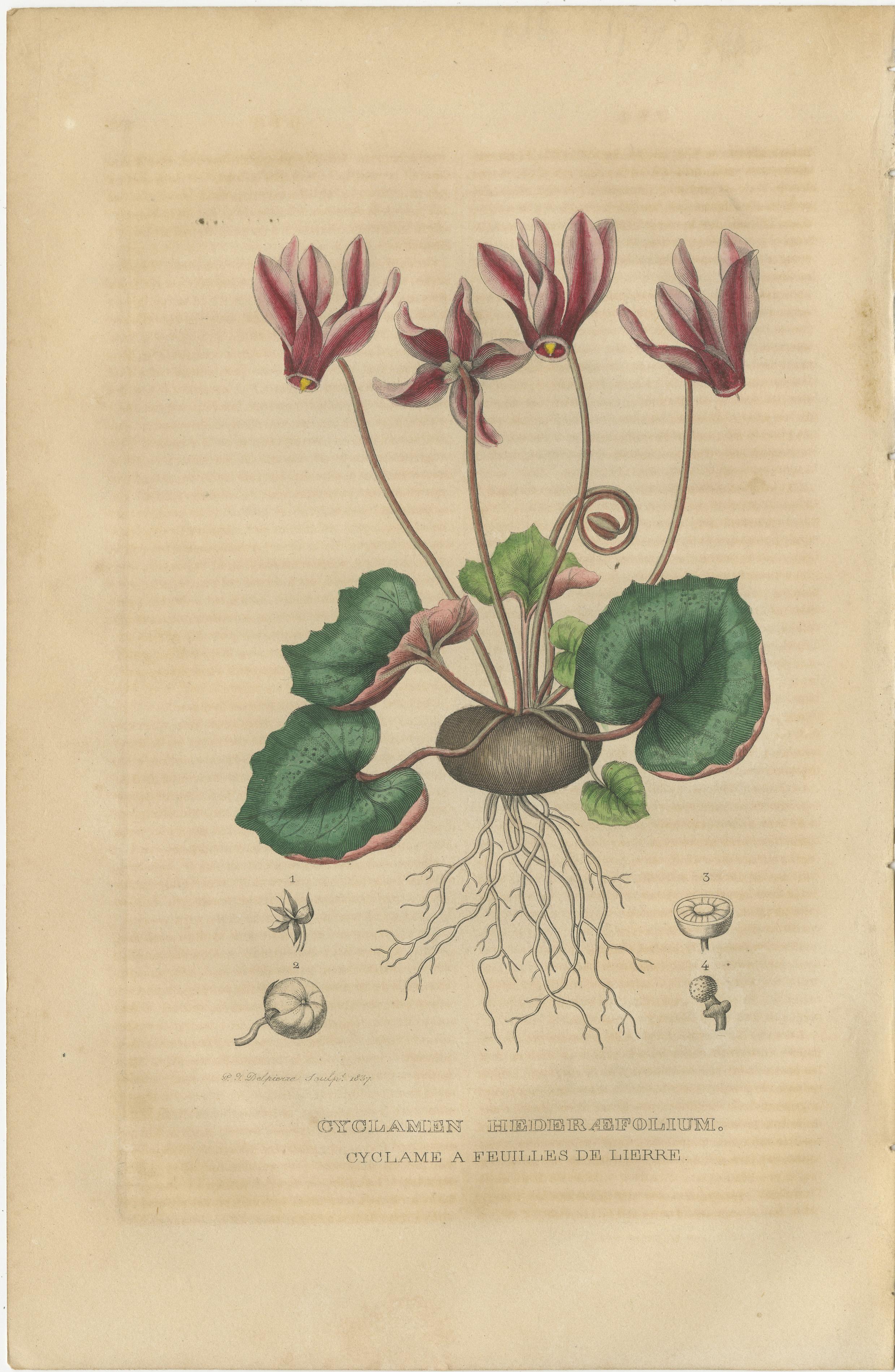 Paper Botanical Rarities: Pristine Hand-Colored Engravings from 1845 For Sale