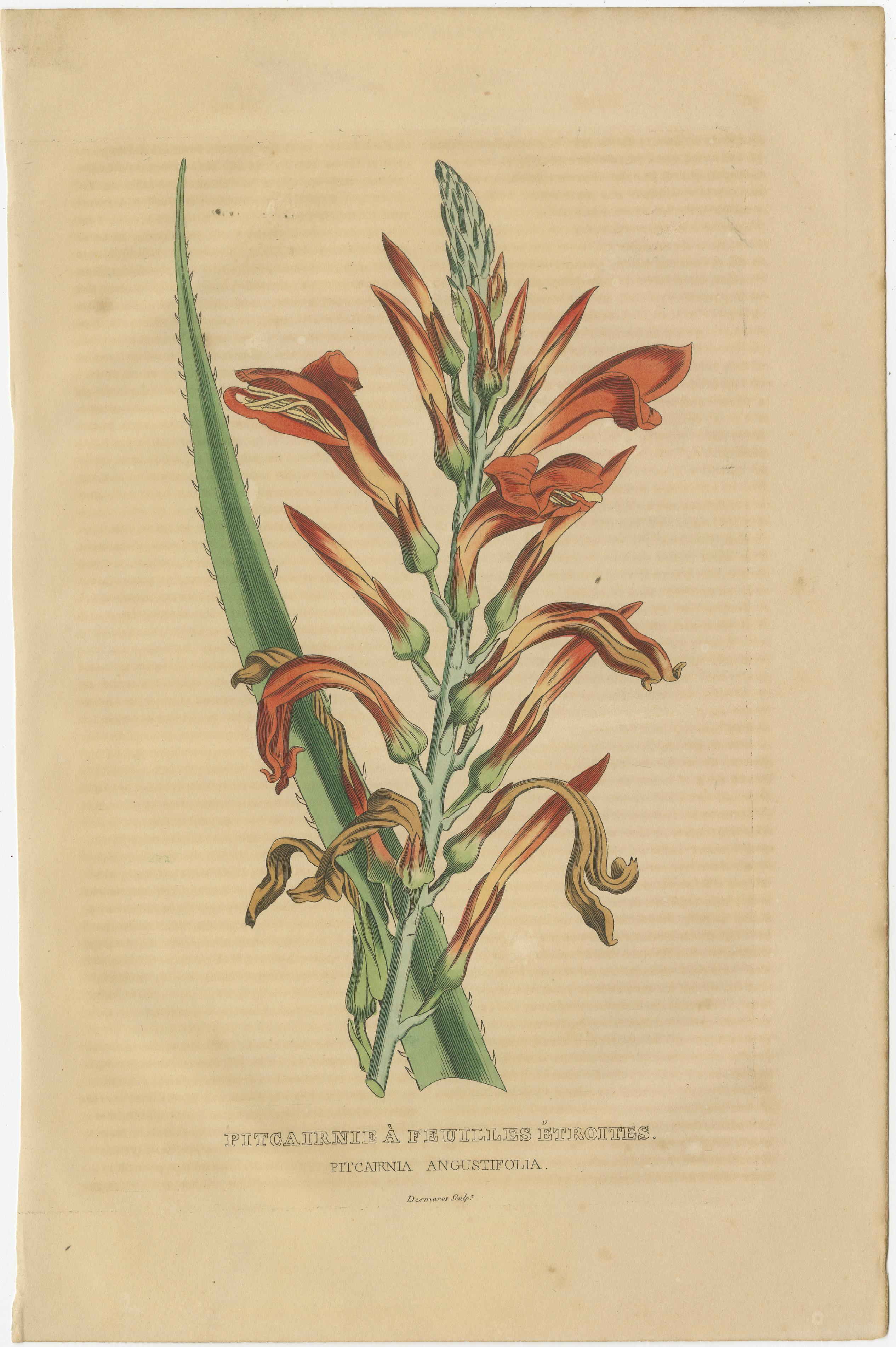 Botanical Raritäten: Einzigartige handkolorierte Gravuren aus dem Jahr 1845 im Angebot 1