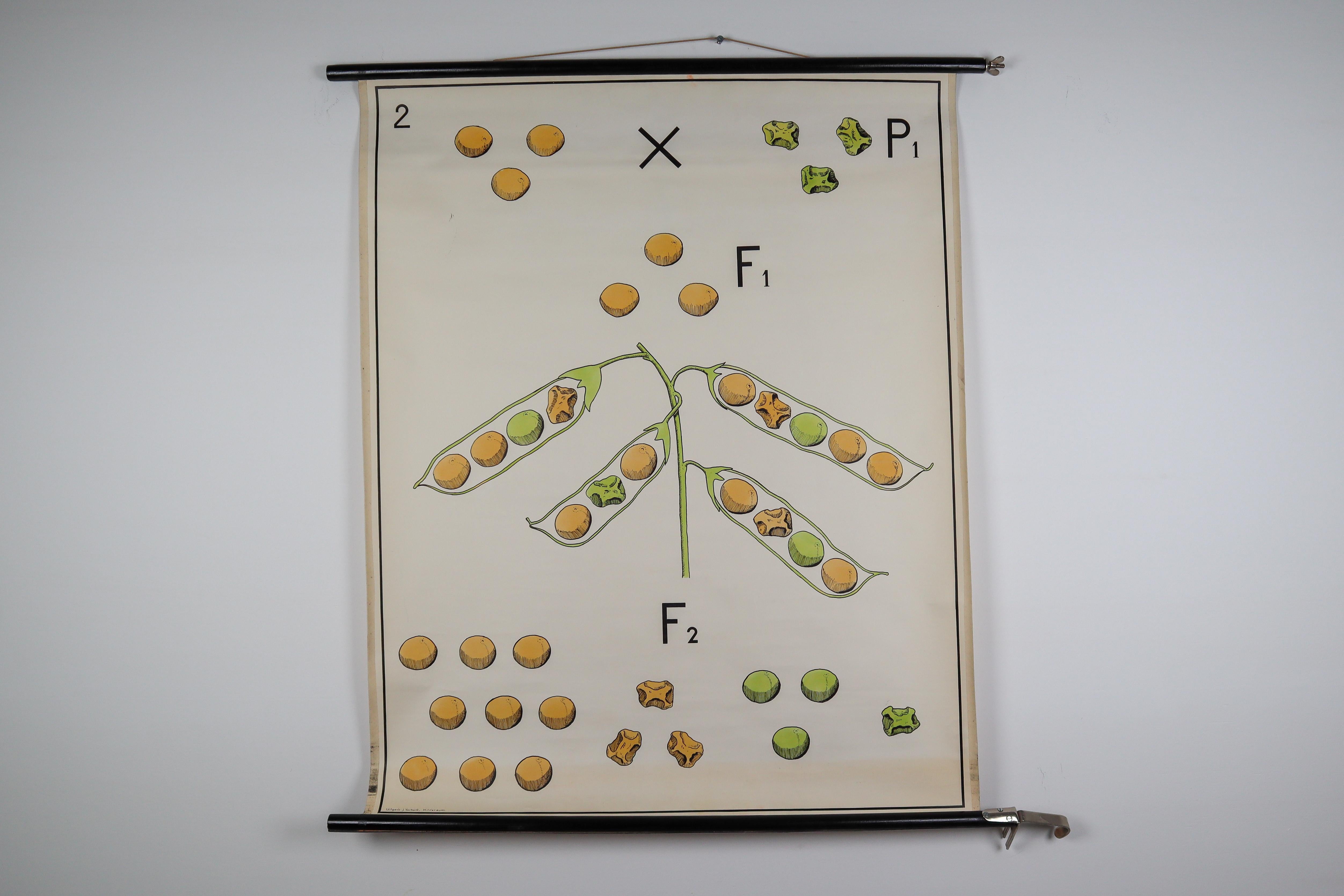 Botanical school chart Dr Heimans 