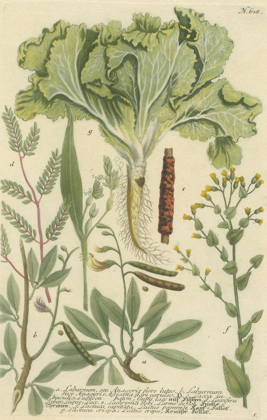 Botanical Splendor: Laburnum und Florae im botanischen Stil des 18. Jahrhunderts Radierung, 1748 im Zustand „Gut“ im Angebot in Langweer, NL