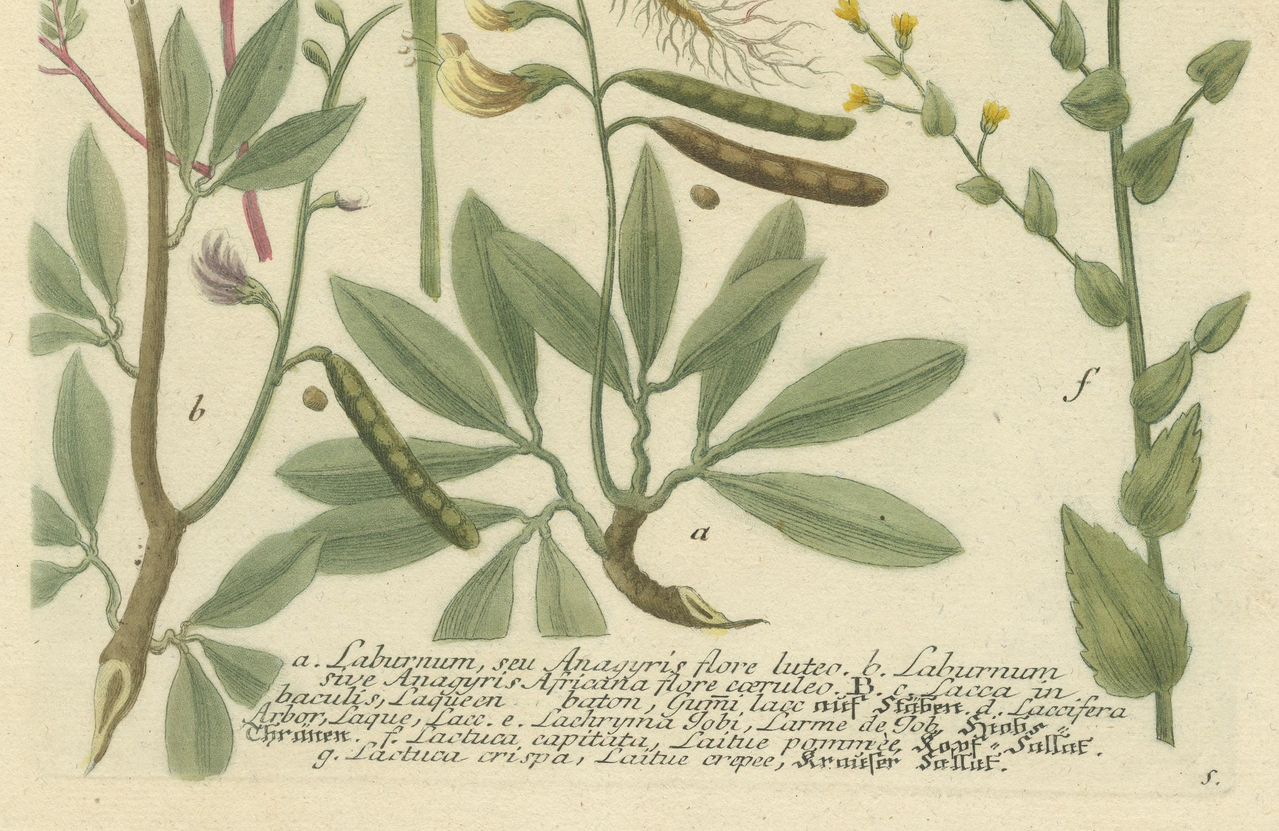 Botanical Splendor: Laburnum und Florae im botanischen Stil des 18. Jahrhunderts Radierung, 1748 (Mitte des 18. Jahrhunderts) im Angebot