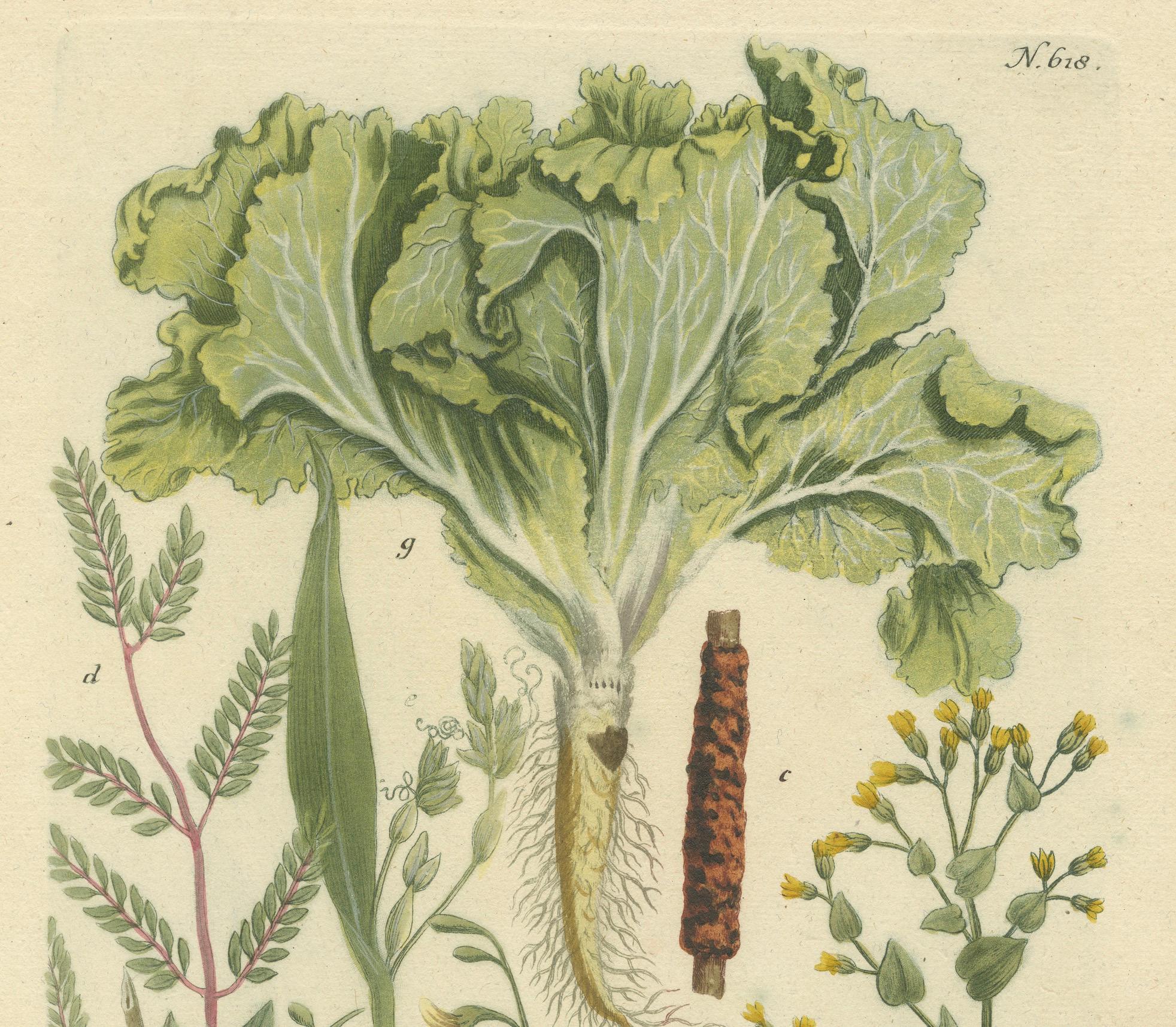 Paper Botanical Splendor: Laburnum and Florae in 18th Century Etching, 1748 For Sale