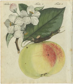 Étude botanique d'une pomme et de fleurs : gravure colorée à la main du 19e siècle