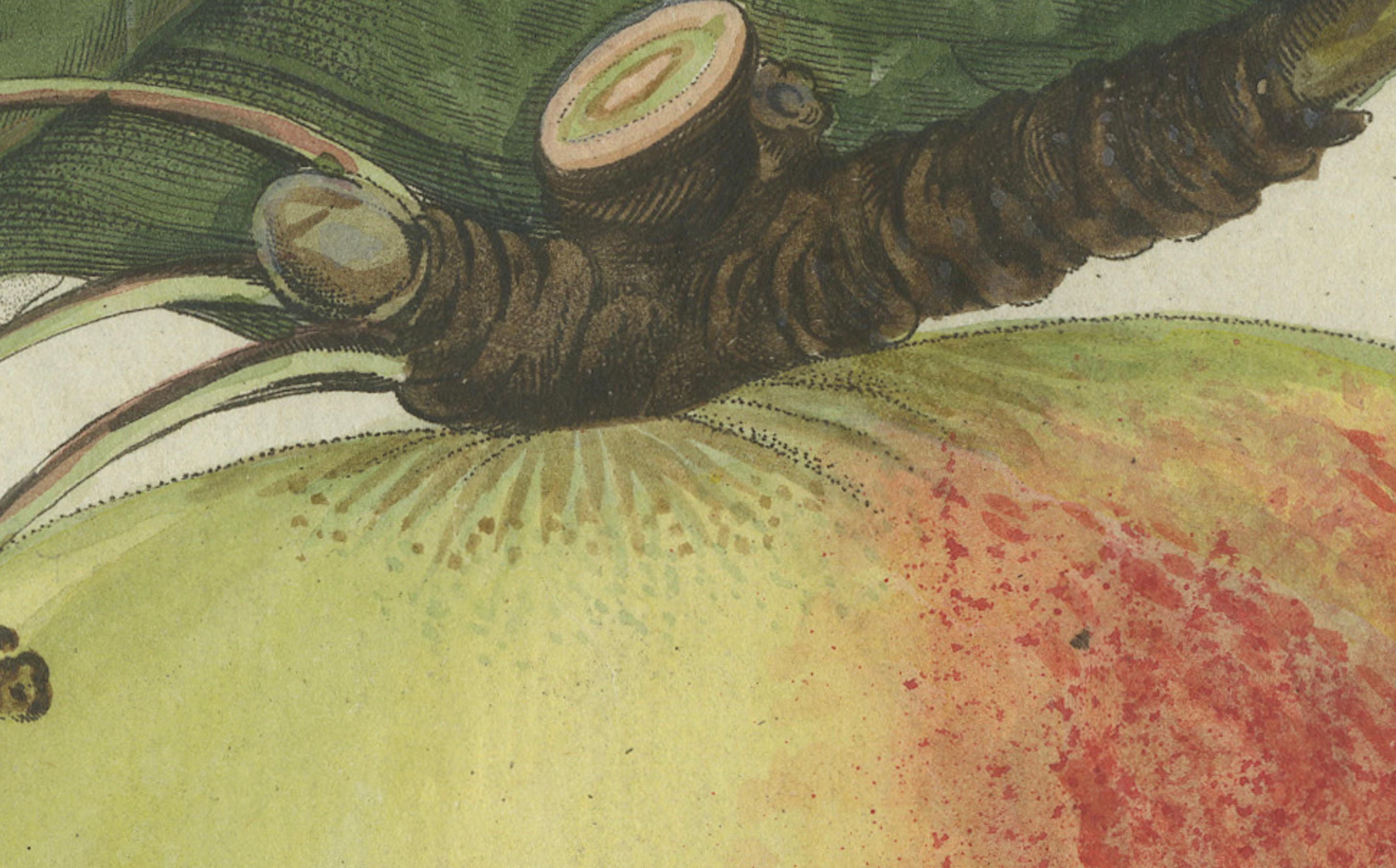 Engraved Botanical Study of an Apple and Blossoms: Hand-Colored 19th-Century Engraving For Sale