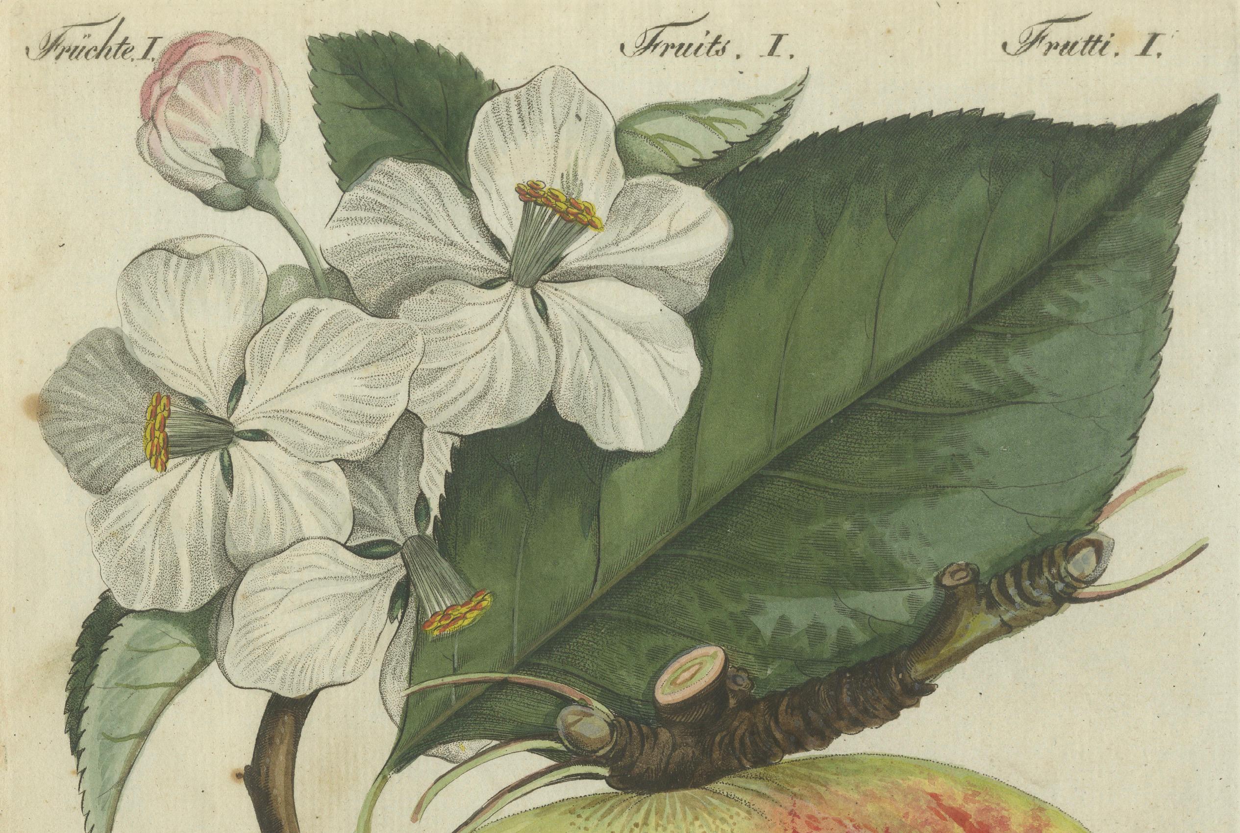 Botanical Study of an Apple and Blossoms: Hand-Colored 19th-Century Engraving In Good Condition For Sale In Langweer, NL