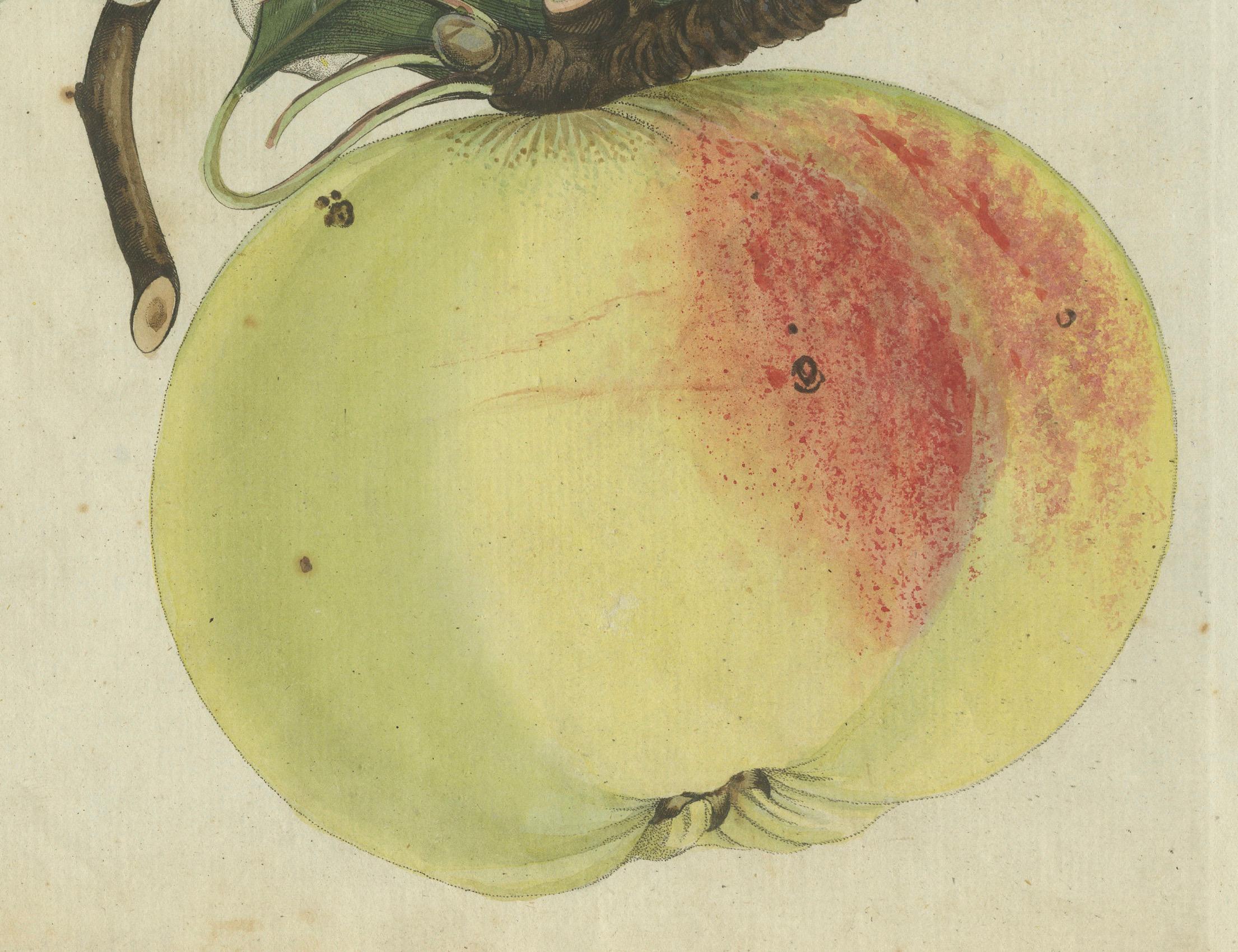 Early 19th Century Botanical Study of an Apple and Blossoms: Hand-Colored 19th-Century Engraving For Sale