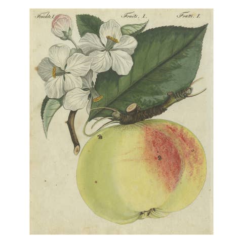 Botanical Study of an Apple and Blossoms: Hand-Colored 19th-Century Engraving