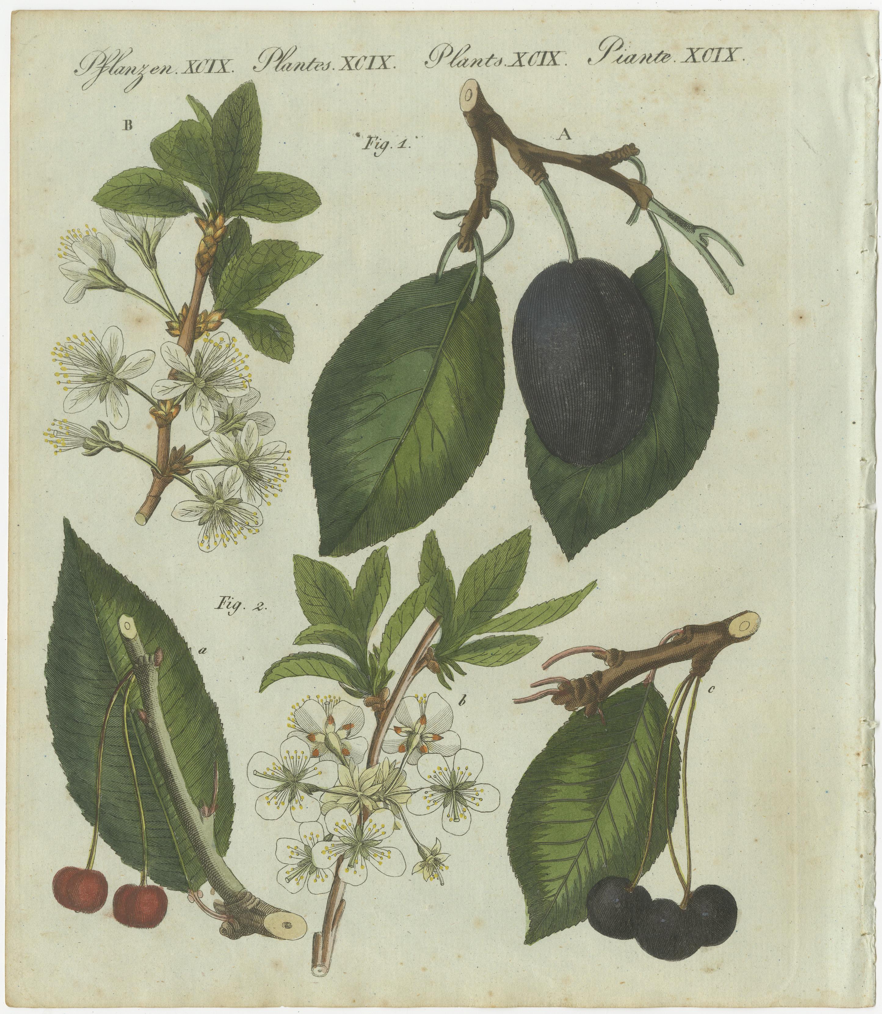 Botanical Study of Plum and Cherry Blossoms and Fruits, 1805

This exquisite handcolored copperplate engraving, part of Friedrich Johann Bertuch's *Bilderbuch für Kinder* (Picture Book for Children), published in Weimar in 1805, offers a detailed