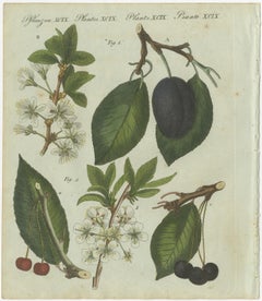 Botanical Study of Plum and Cherry Blossoms and Fruits, Hand-Coloured in 1805