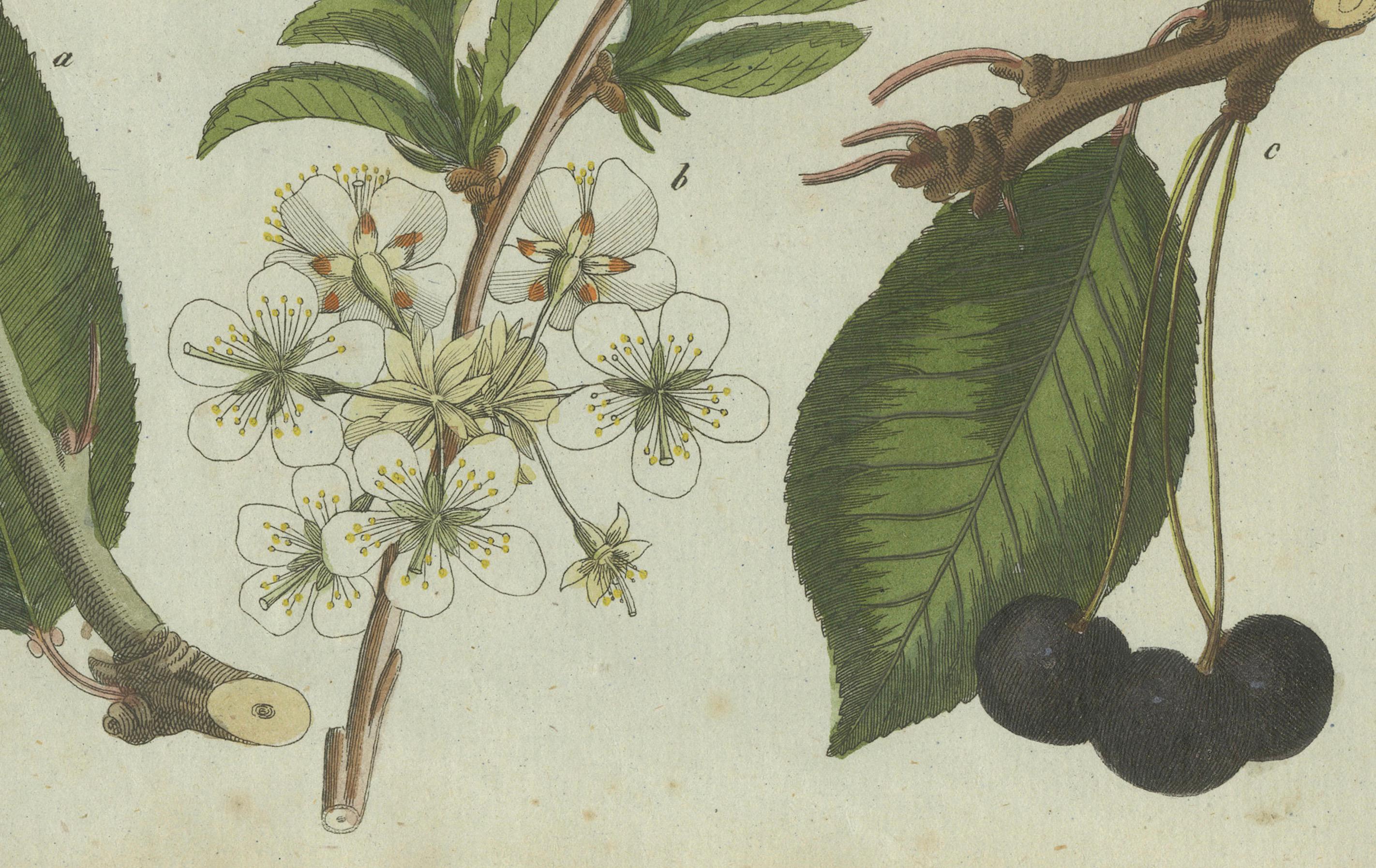 Engraved Botanical Study of Plum and Cherry Blossoms and Fruits, Hand-Coloured in 1805 For Sale