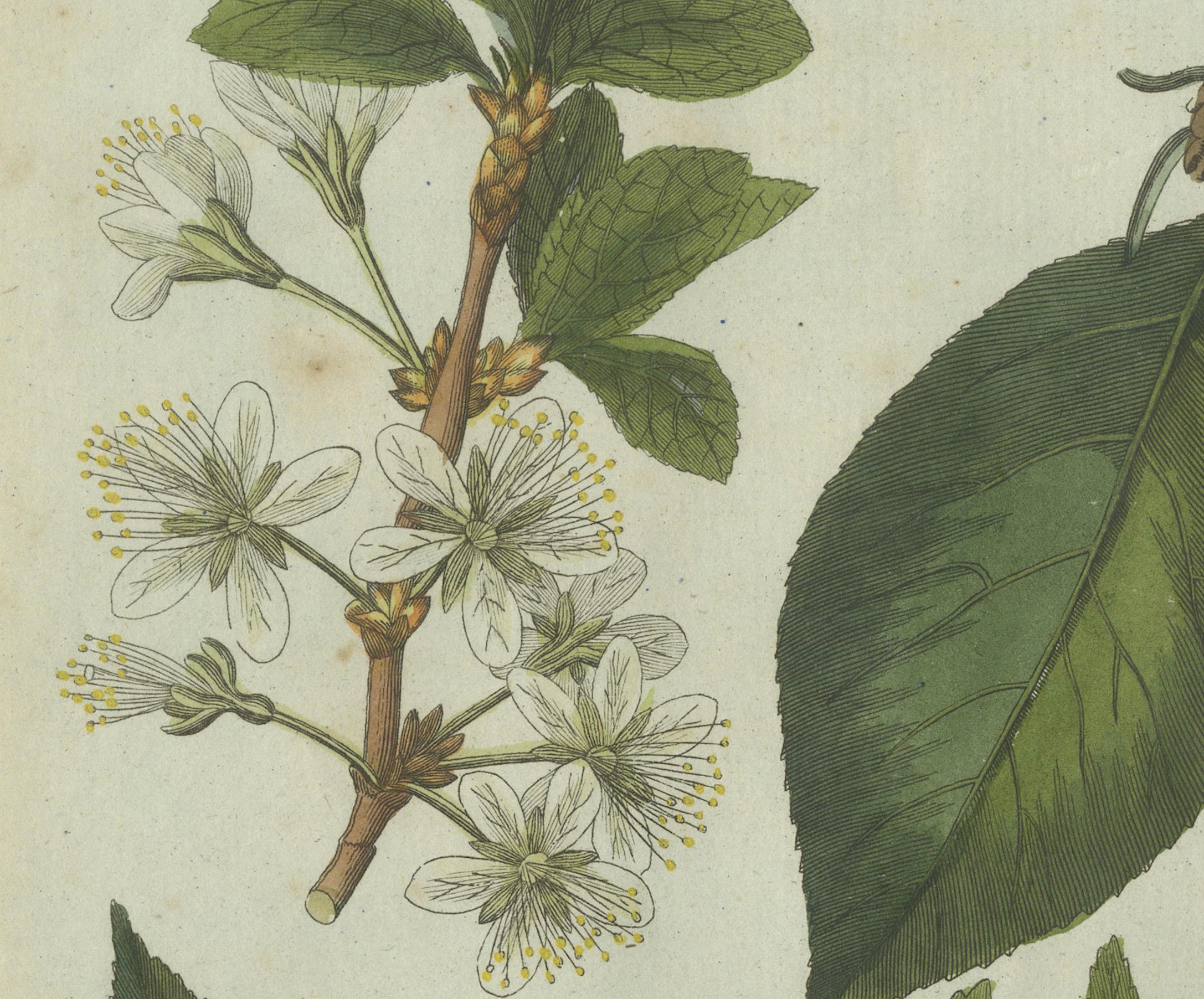 Botanical Study of Plum and Cherry Blossoms and Fruits, Hand-Coloured in 1805 In Good Condition For Sale In Langweer, NL