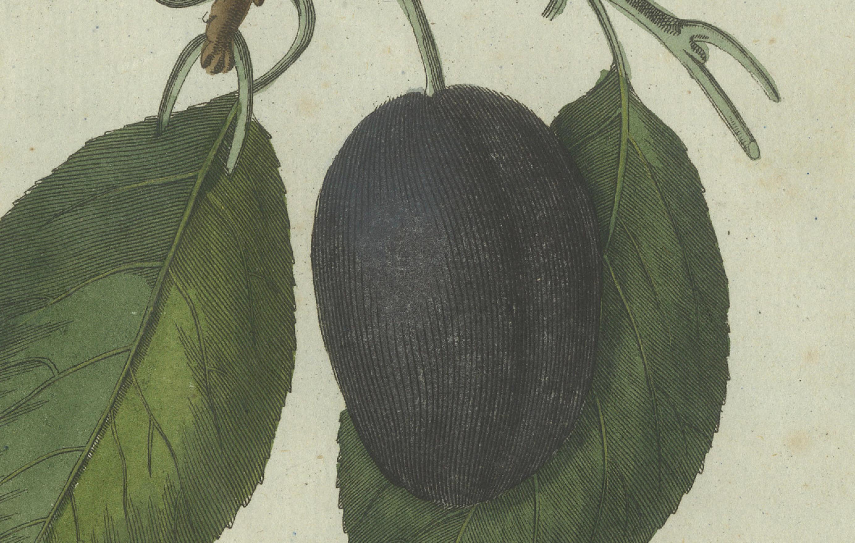 Early 19th Century Botanical Study of Plum and Cherry Blossoms and Fruits, Hand-Coloured in 1805 For Sale