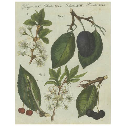 Botanical Study of Plum and Cherry Blossoms and Fruits, Hand-Coloured in 1805