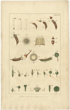 Botanical Study of Various Plant Structures in an Original Engraving,  1803
