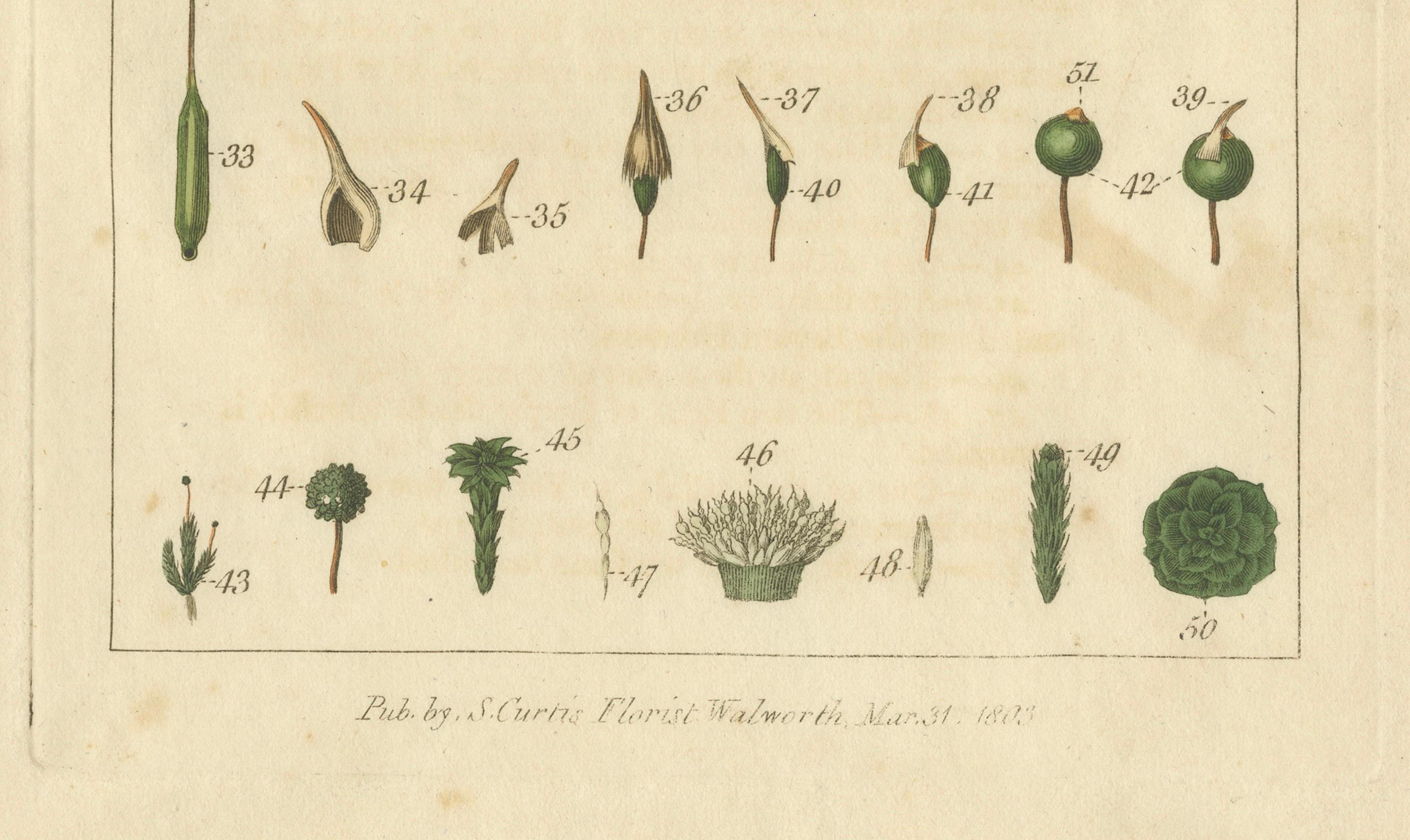 botanische Studie verschiedener Pflanzenstrukturen in einer Originalgravur,  1803 (Graviert) im Angebot