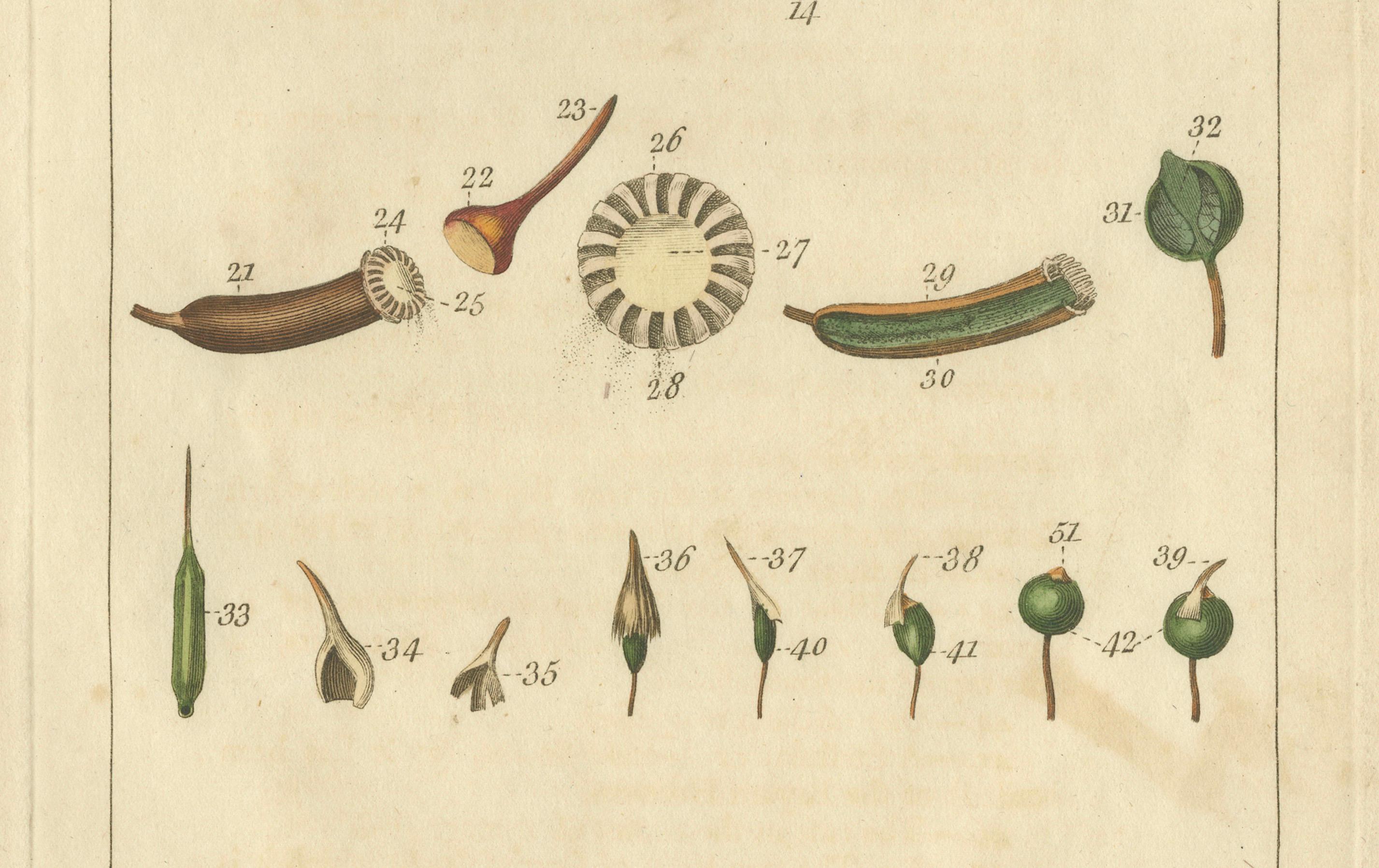 botanische Studie verschiedener Pflanzenstrukturen in einer Originalgravur,  1803 im Zustand „Gut“ im Angebot in Langweer, NL