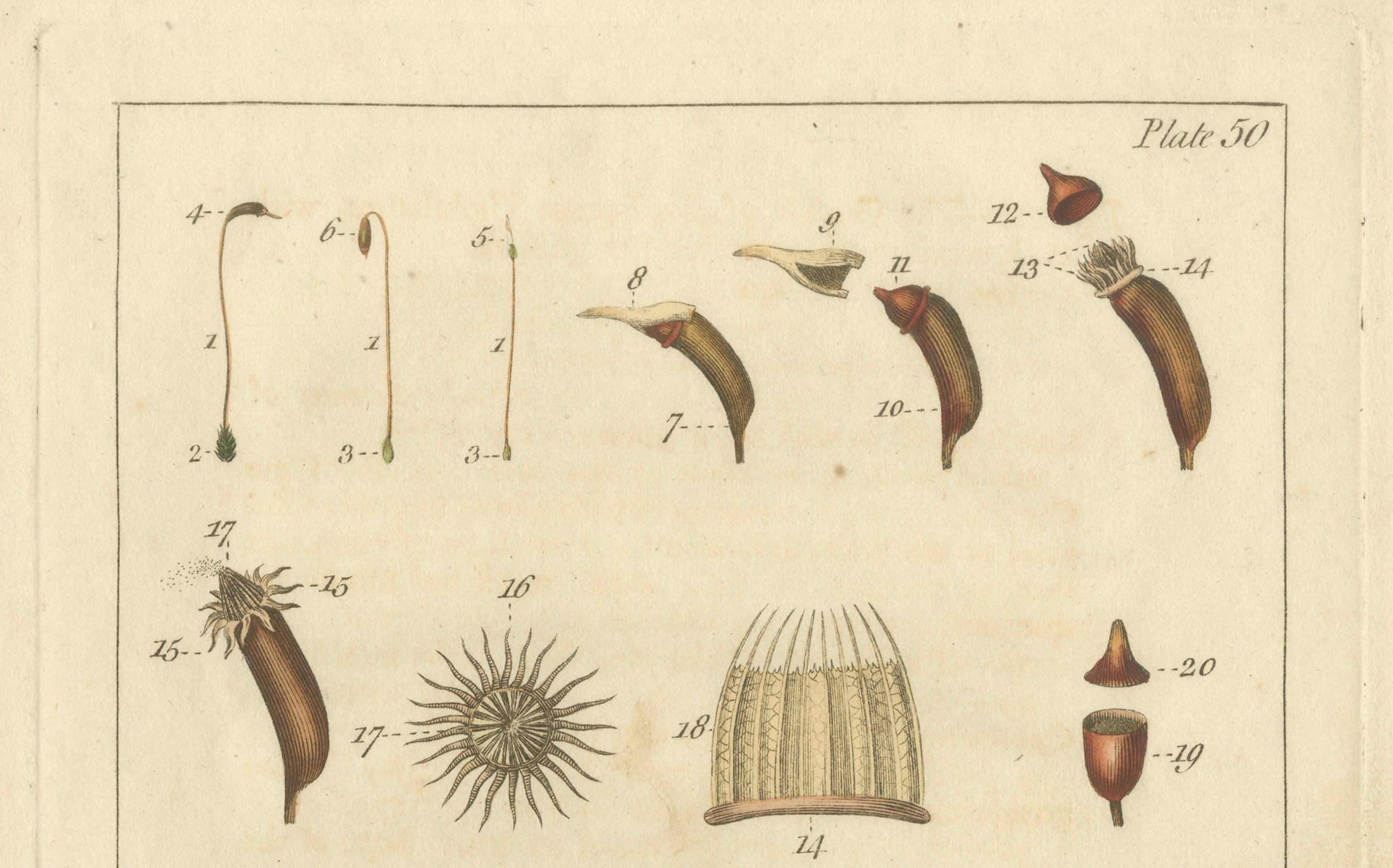 botanische Studie verschiedener Pflanzenstrukturen in einer Originalgravur,  1803 (Frühes 19. Jahrhundert) im Angebot