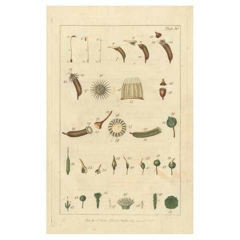 Botanical Study of Various Plant Structures in an Original Engraving, 1803