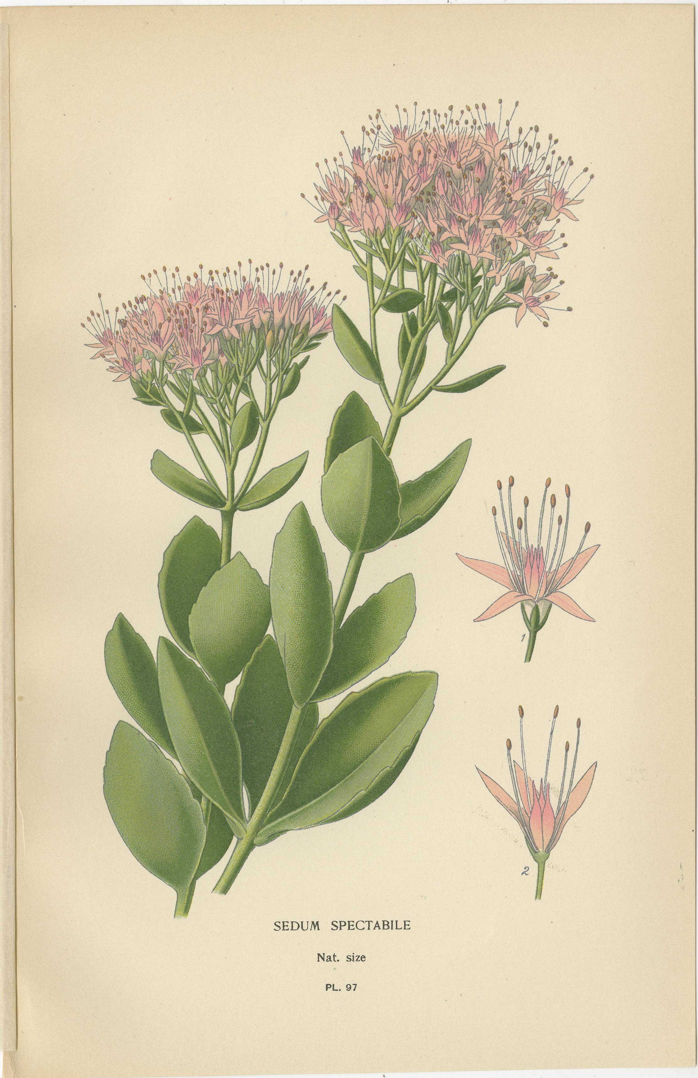 Trio von antiken botanischen Sukkulenten-Drucken: Sedum Spectabile, Cotyledon Secunda & Sedum Sieboldii  

Dieses bemerkenswerte Trio antiker botanischer Drucke zeigt drei einzigartige Sukkulenten: 