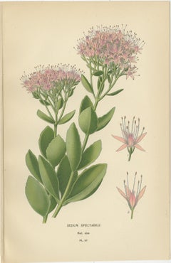 Botanical Succulent Prints: Sedum Spectabile & Sieboldii, Cotyledon Secunda 1897