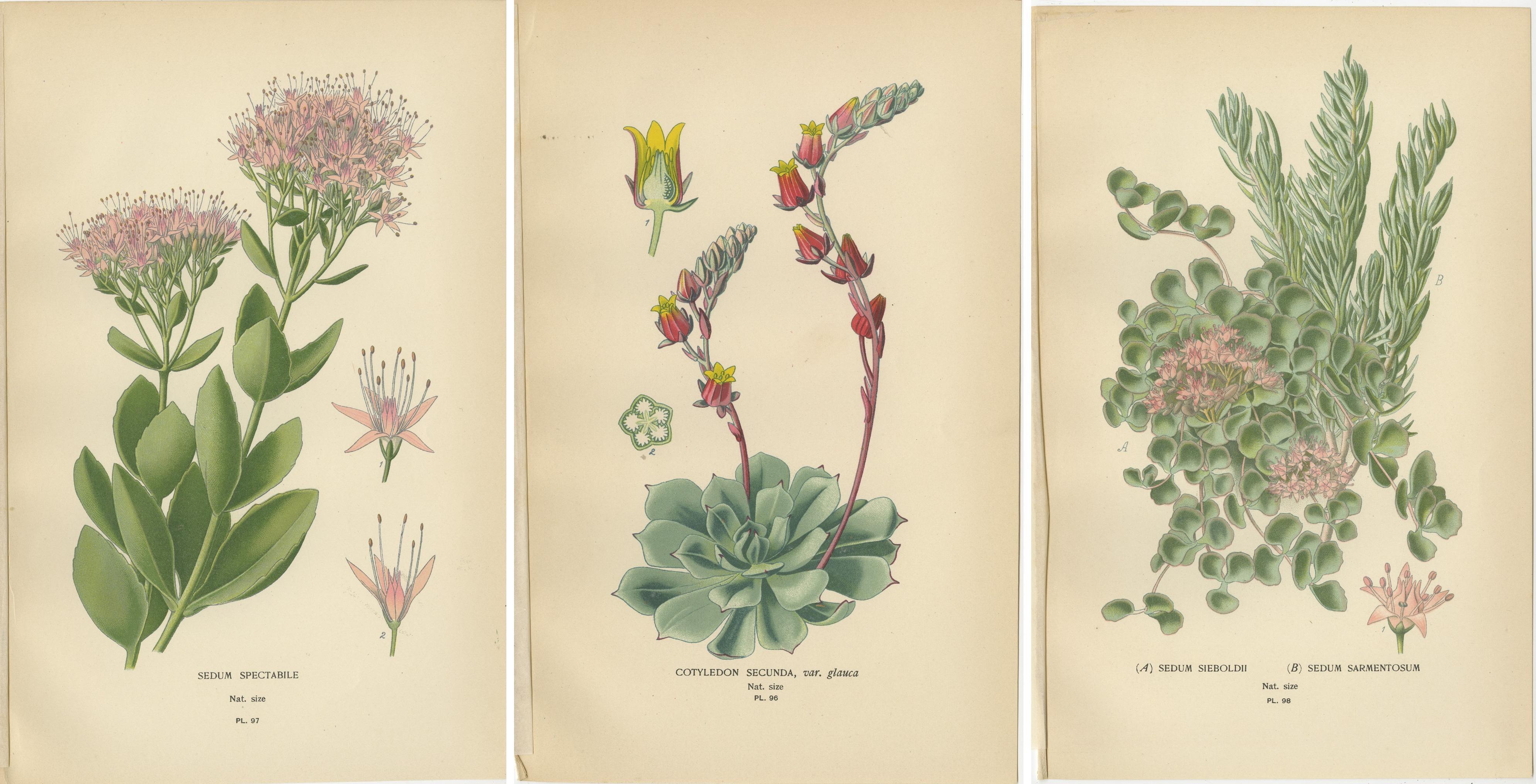 Botanische Sukkulenten-Drucke: Sedum Spectabile, Cotyledon Secunda, Sedum Sieboldii (Papier) im Angebot