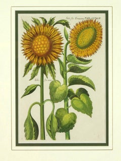 Botanical Sunflower Engraving, Michael Bernhard Valentini, 1719