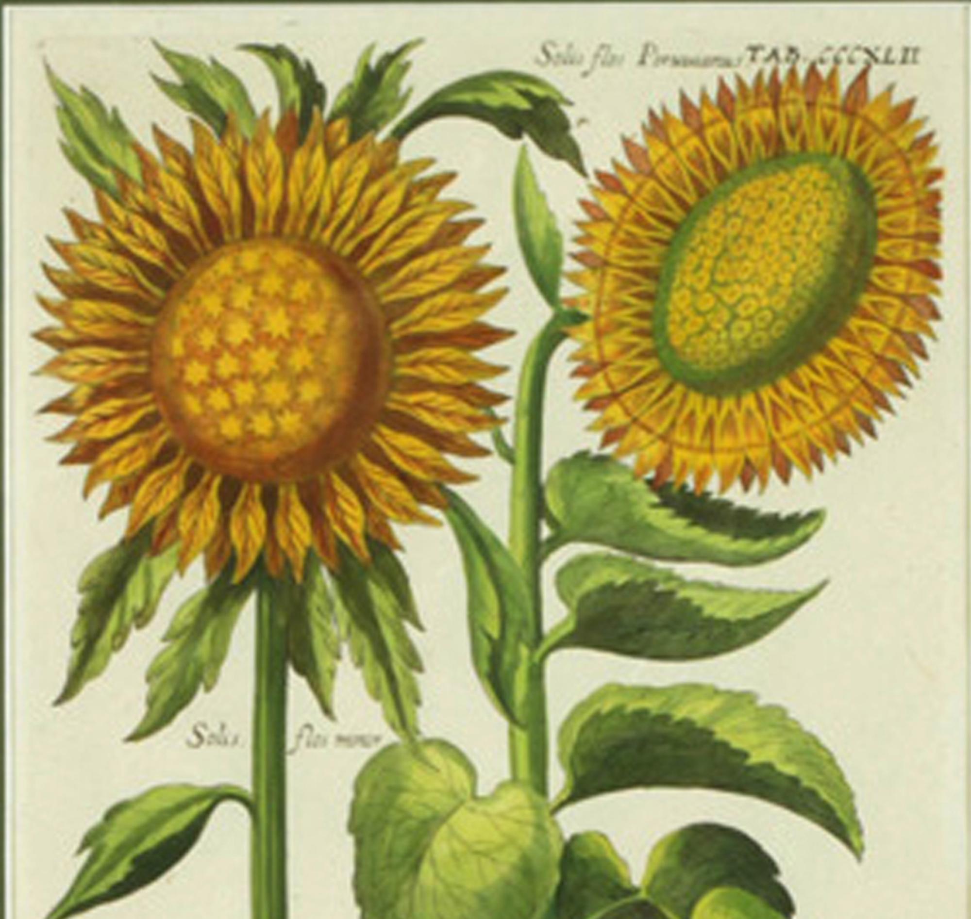 sunflower printmaking