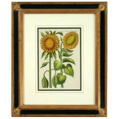Gravure botanique de tournesol:: Michael Bernhard Valentini:: 1719
