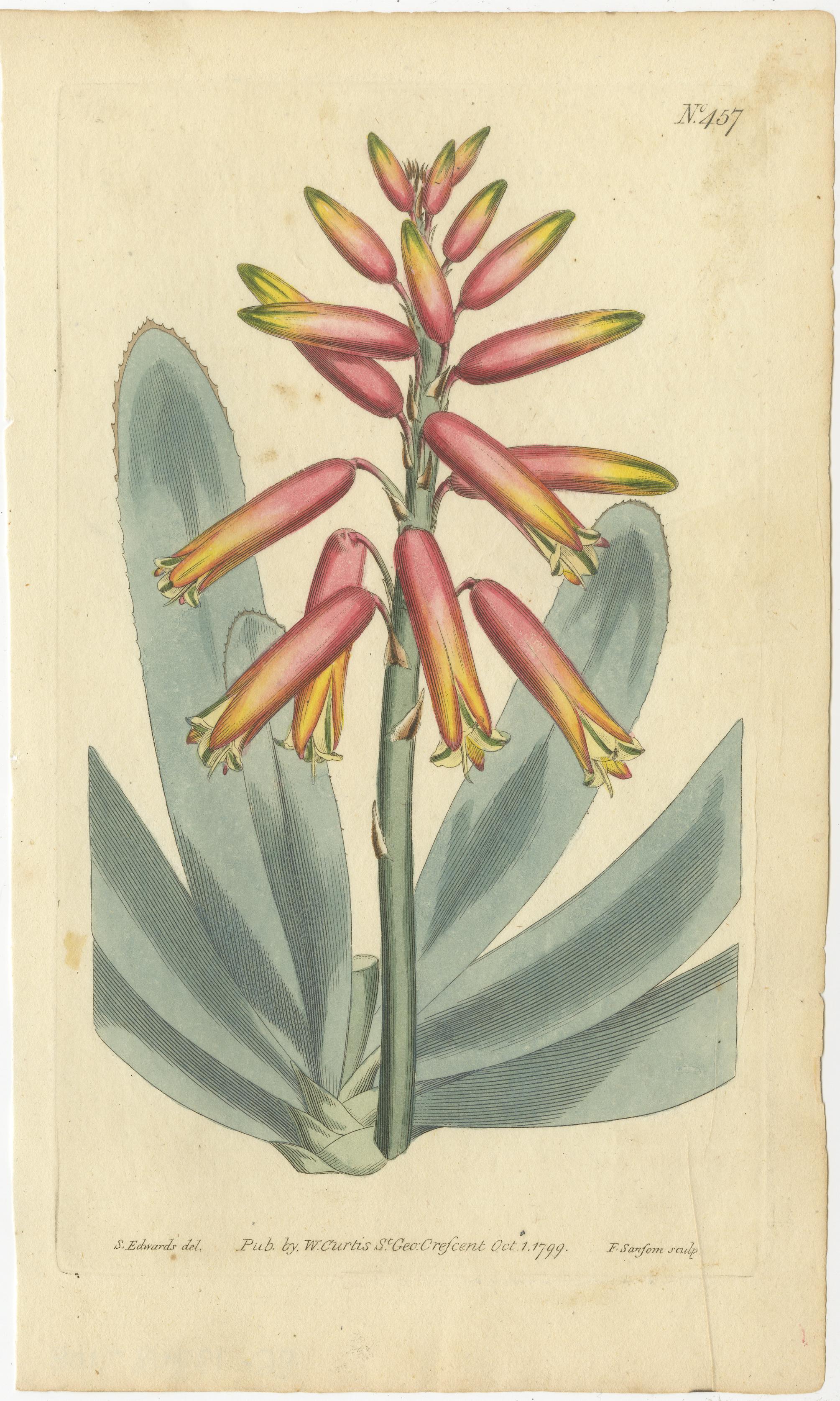 Botanical Treasures: A Collection of Exquisite Floral Illustrations, circa 1800 In Good Condition In Langweer, NL