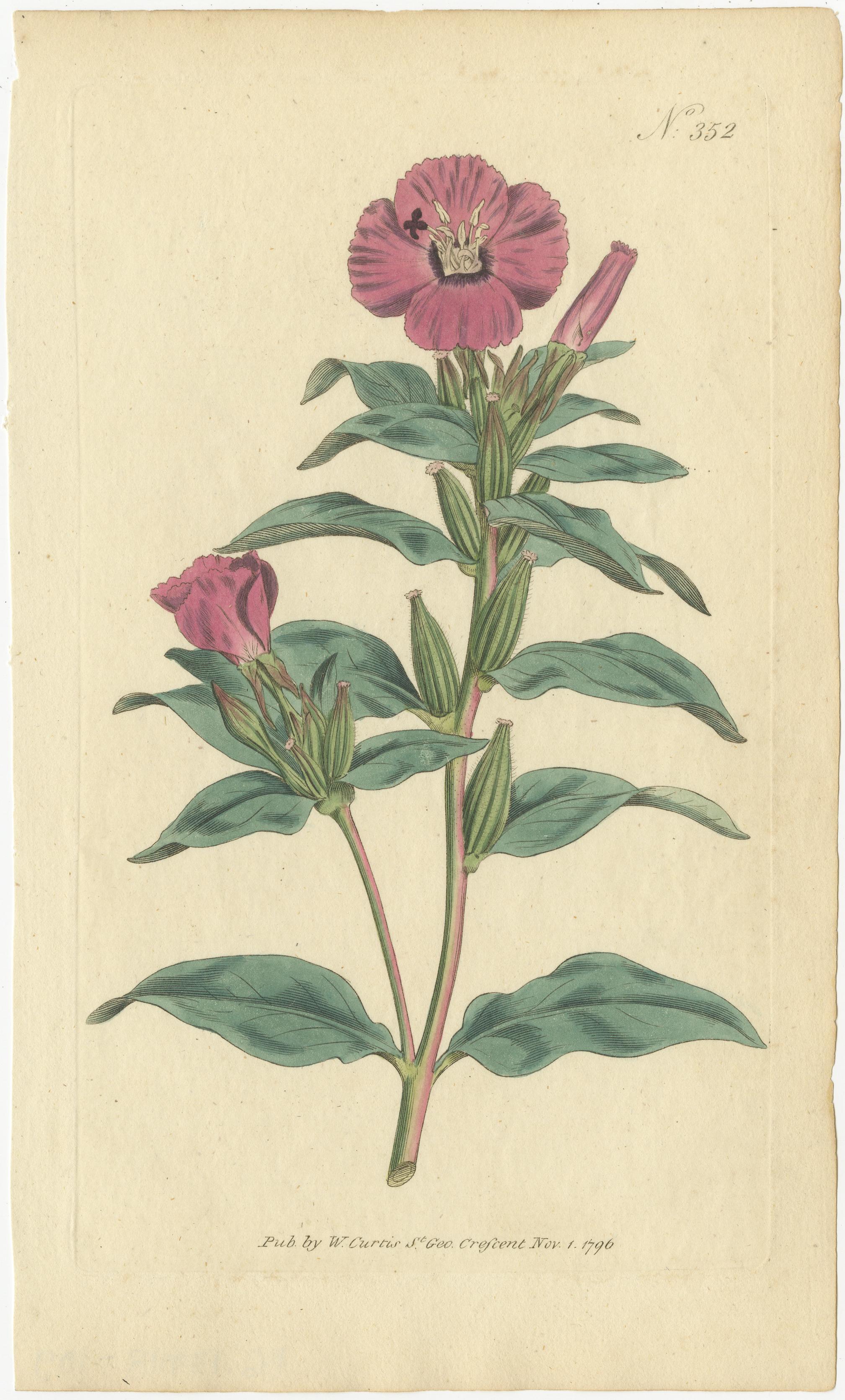 Early 19th Century Botanical Treasures: A Collection of Exquisite Floral Illustrations, circa 1800