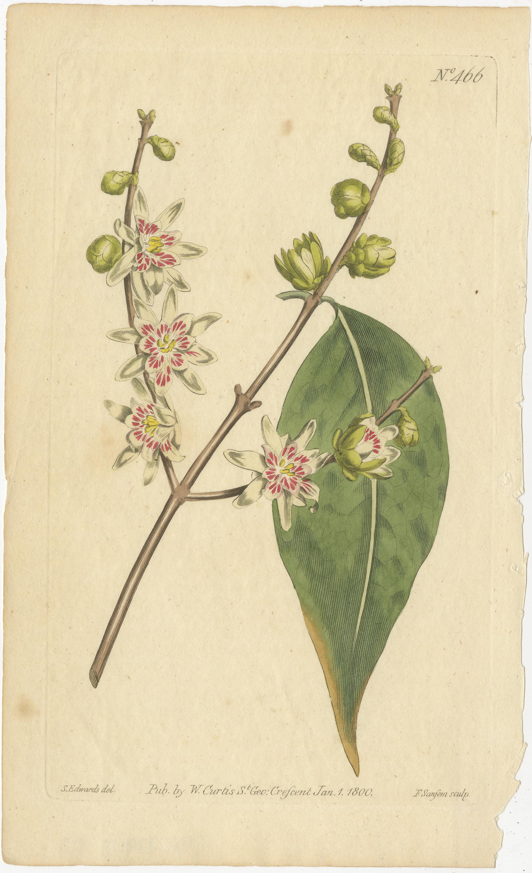 Paper Botanical Treasures: A Collection of Exquisite Floral Illustrations, circa 1800