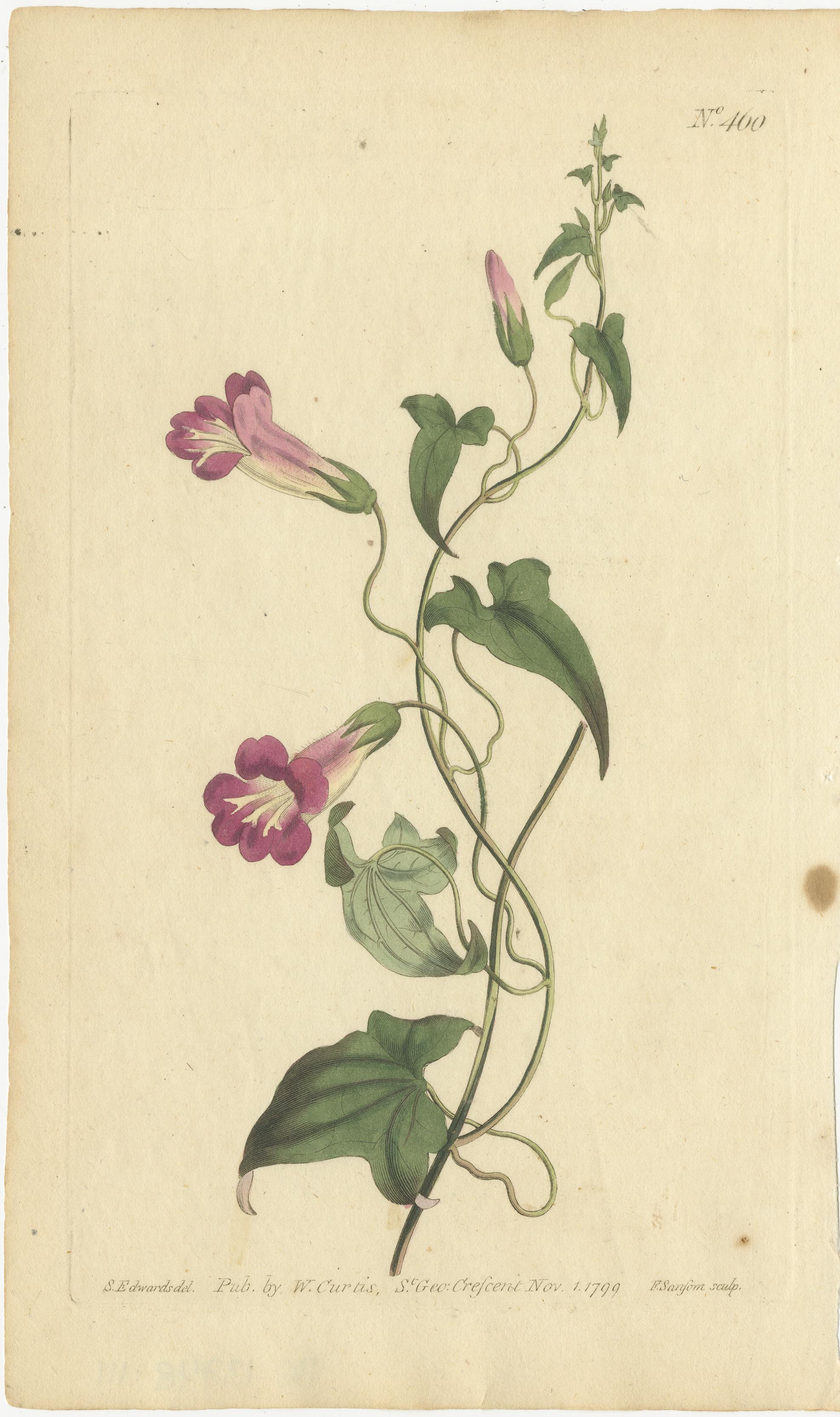 Botanical Treasures: A Collection of Exquisite Floral Illustrations, circa 1800 1