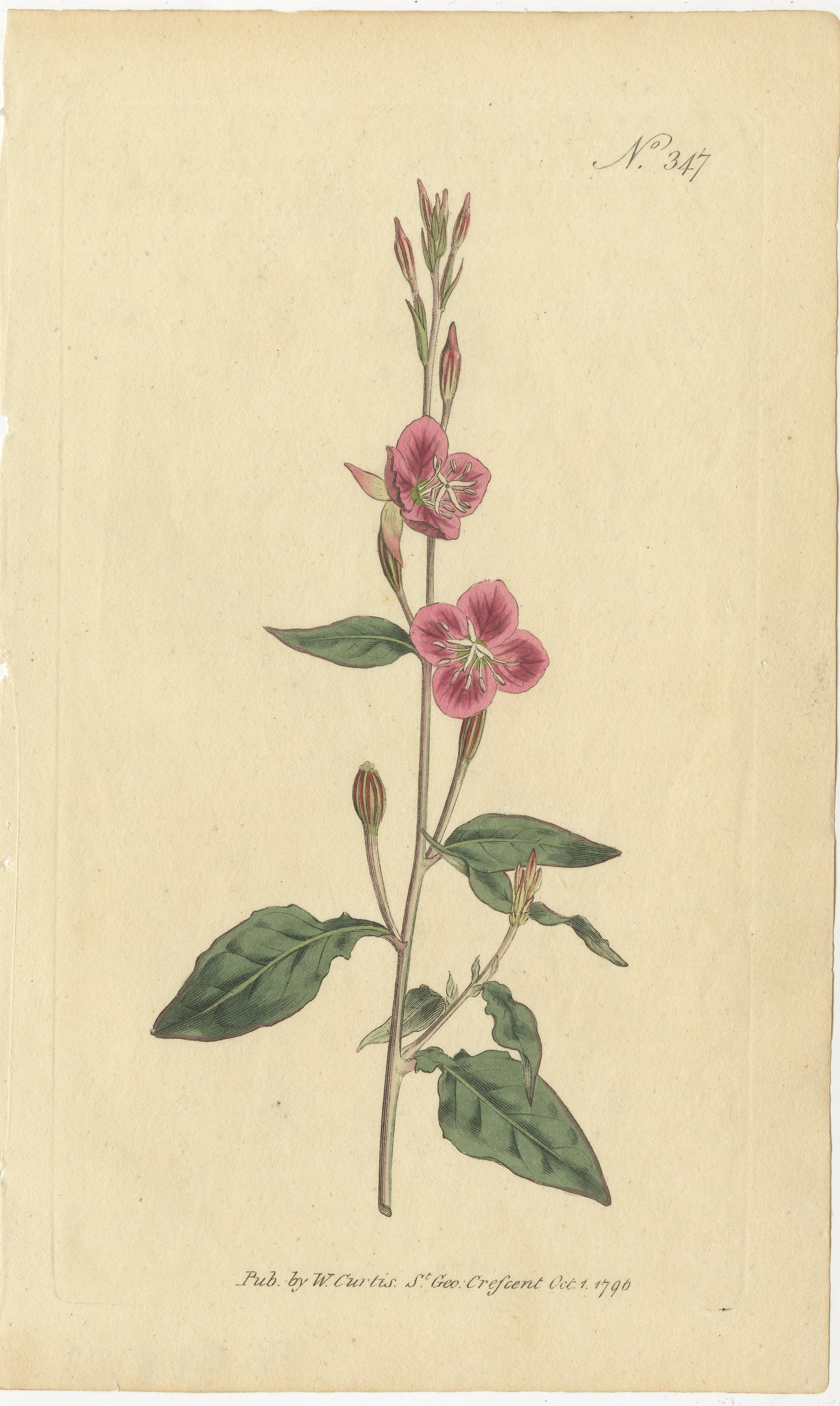 Botanical Treasures: A Collection of Exquisite Floral Illustrations, circa 1800 2