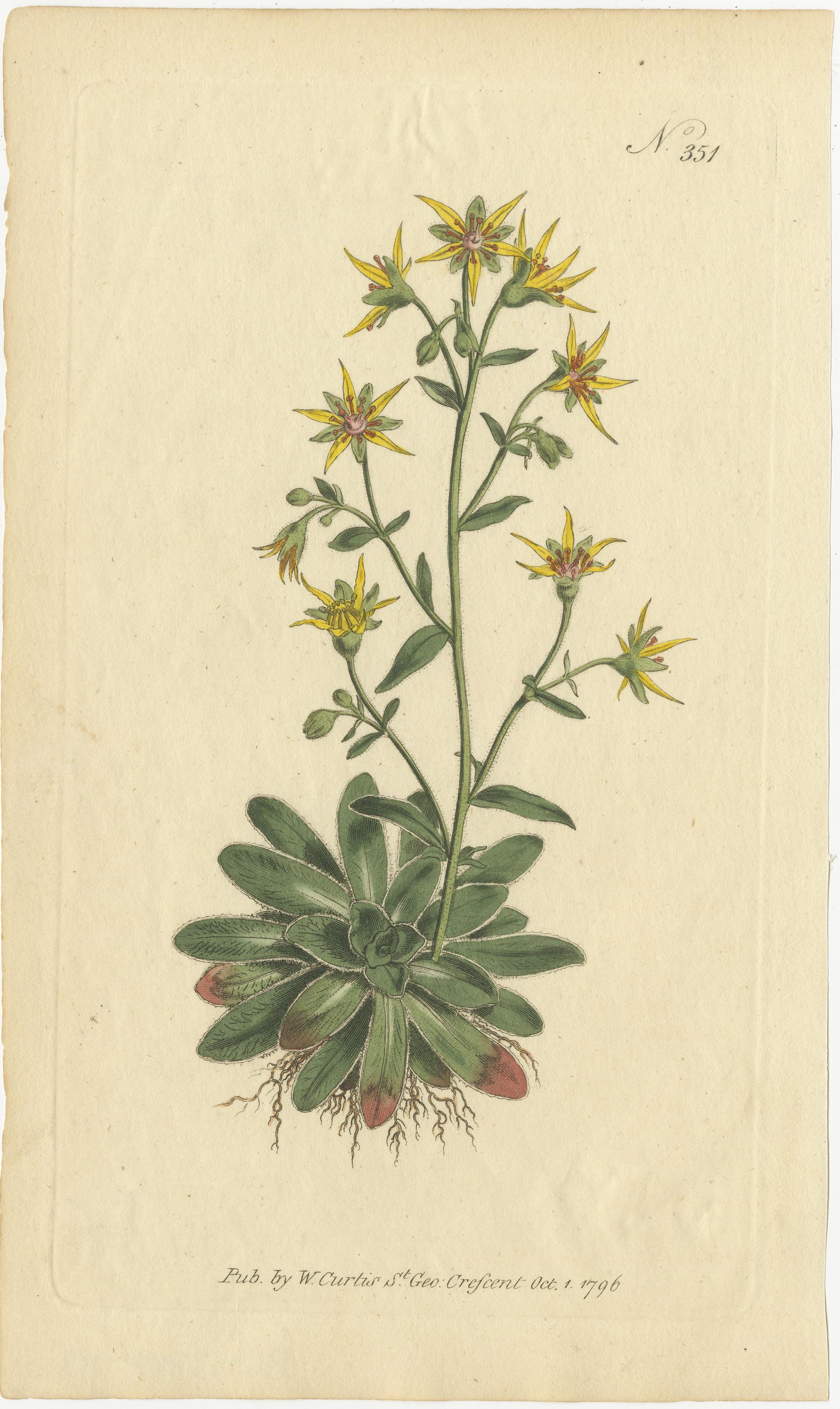 Botanical Treasures: A Collection of Exquisite Floral Illustrations, circa 1800 3