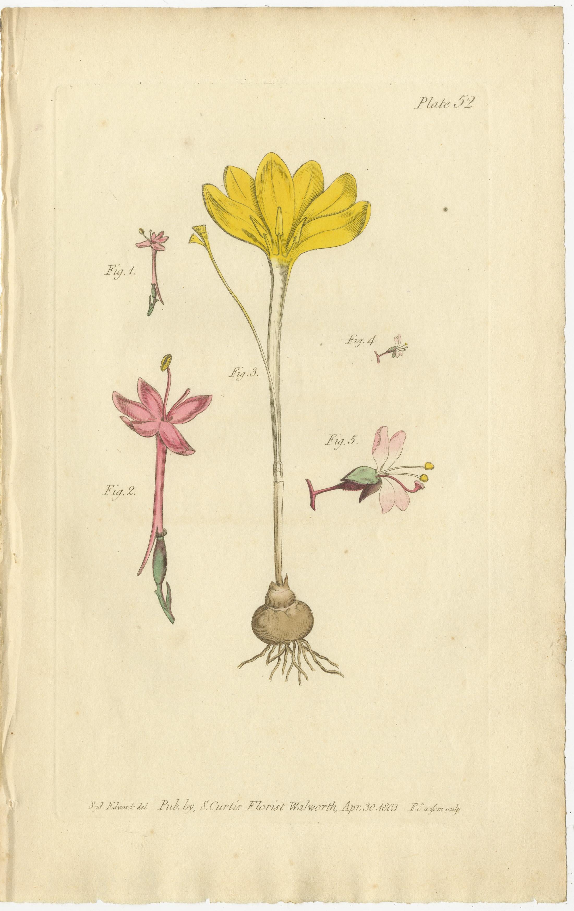 Botanical Treasures: A Collection of Exquisite Floral Illustrations, circa 1800 4