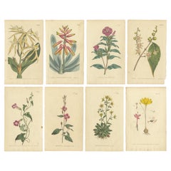 Botanical Treasures: A Collection of Exquisite Floral Illustrations, circa 1800