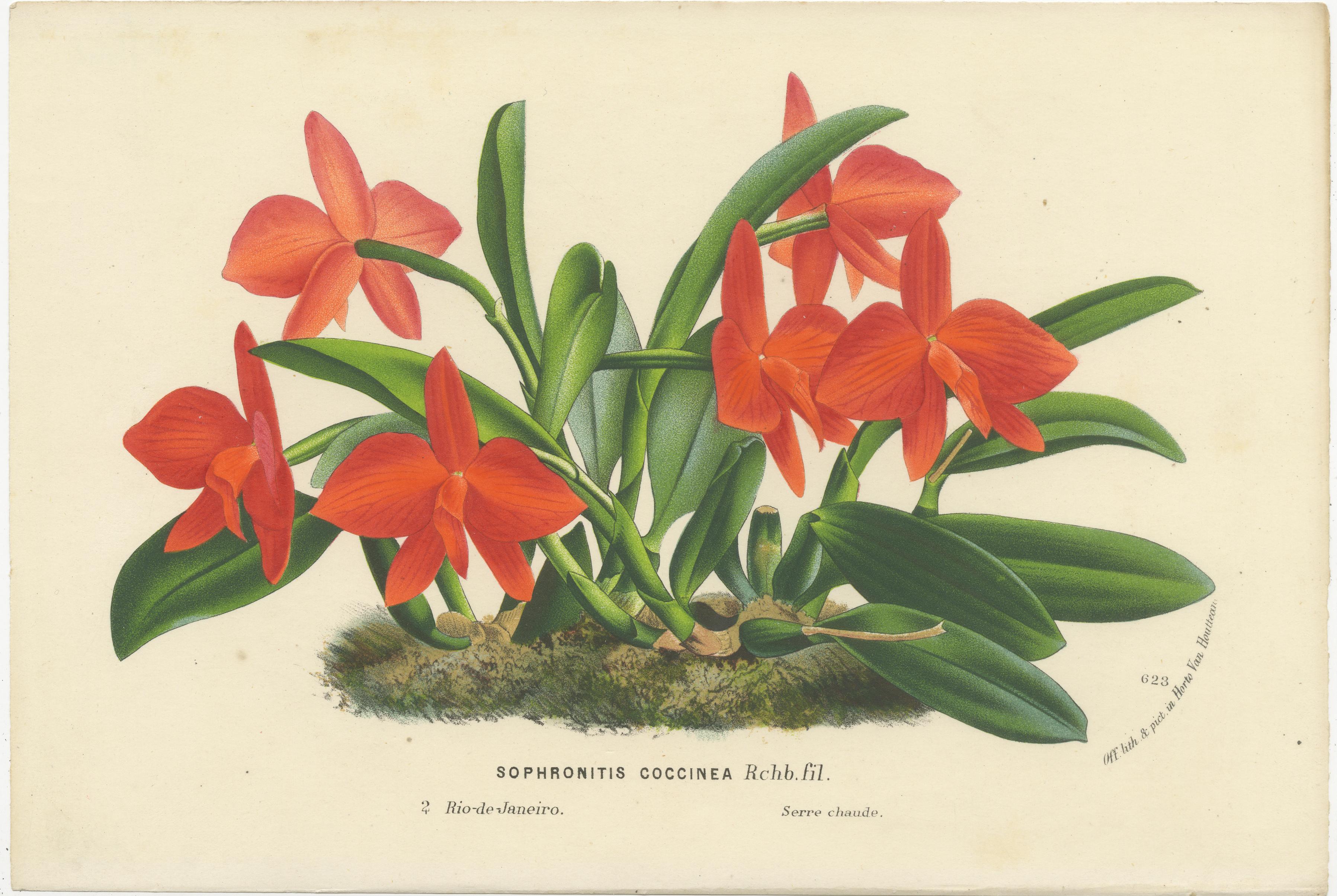 Impressions botaniques anciennes de Scarlet Sophronitis et de fleurs tropicales, vers 1845 Bon état - En vente à Langweer, NL