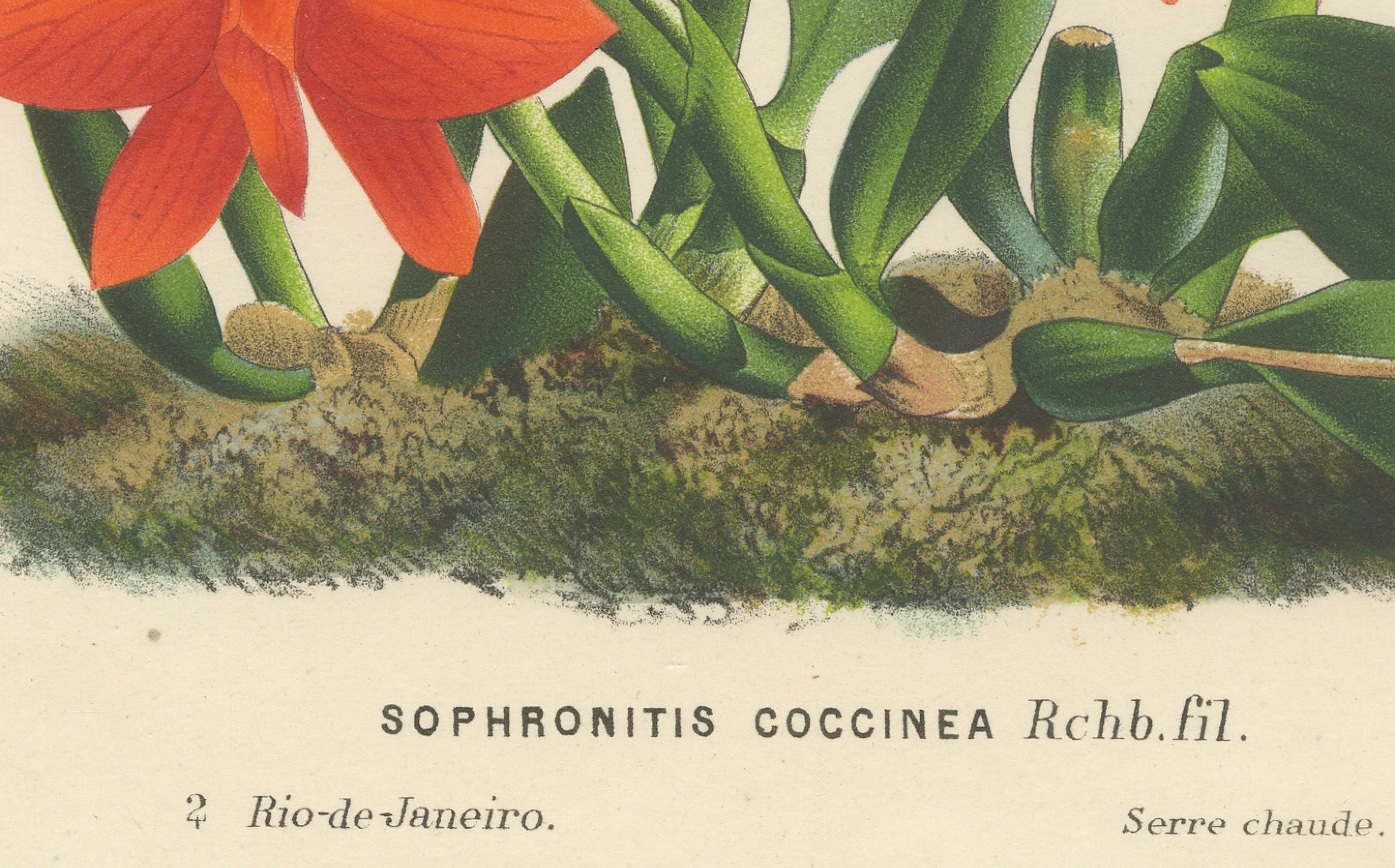 Milieu du XIXe siècle Impressions botaniques anciennes de Scarlet Sophronitis et de fleurs tropicales, vers 1845 en vente