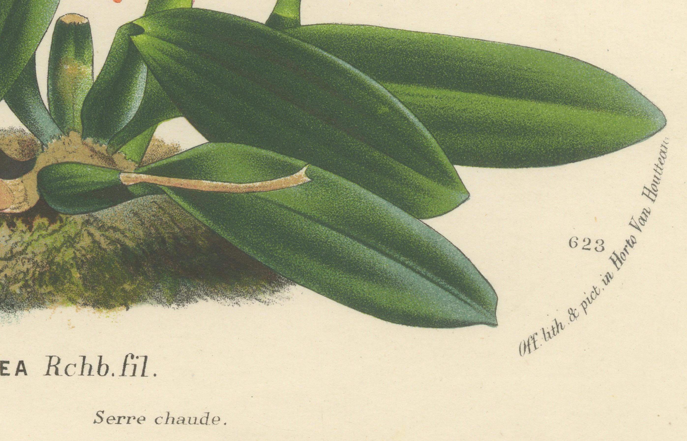Papier Impressions botaniques anciennes de Scarlet Sophronitis et de fleurs tropicales, vers 1845 en vente