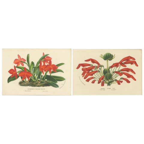 Botanical Vintage Prints of Scarlet Sophronitis and Tropical Bloom, c.1845