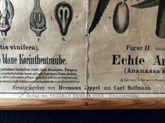 Botanical Wall Chart: Grapes, Pineapple, Agave, Hermann Zippel & Carl Bollmann