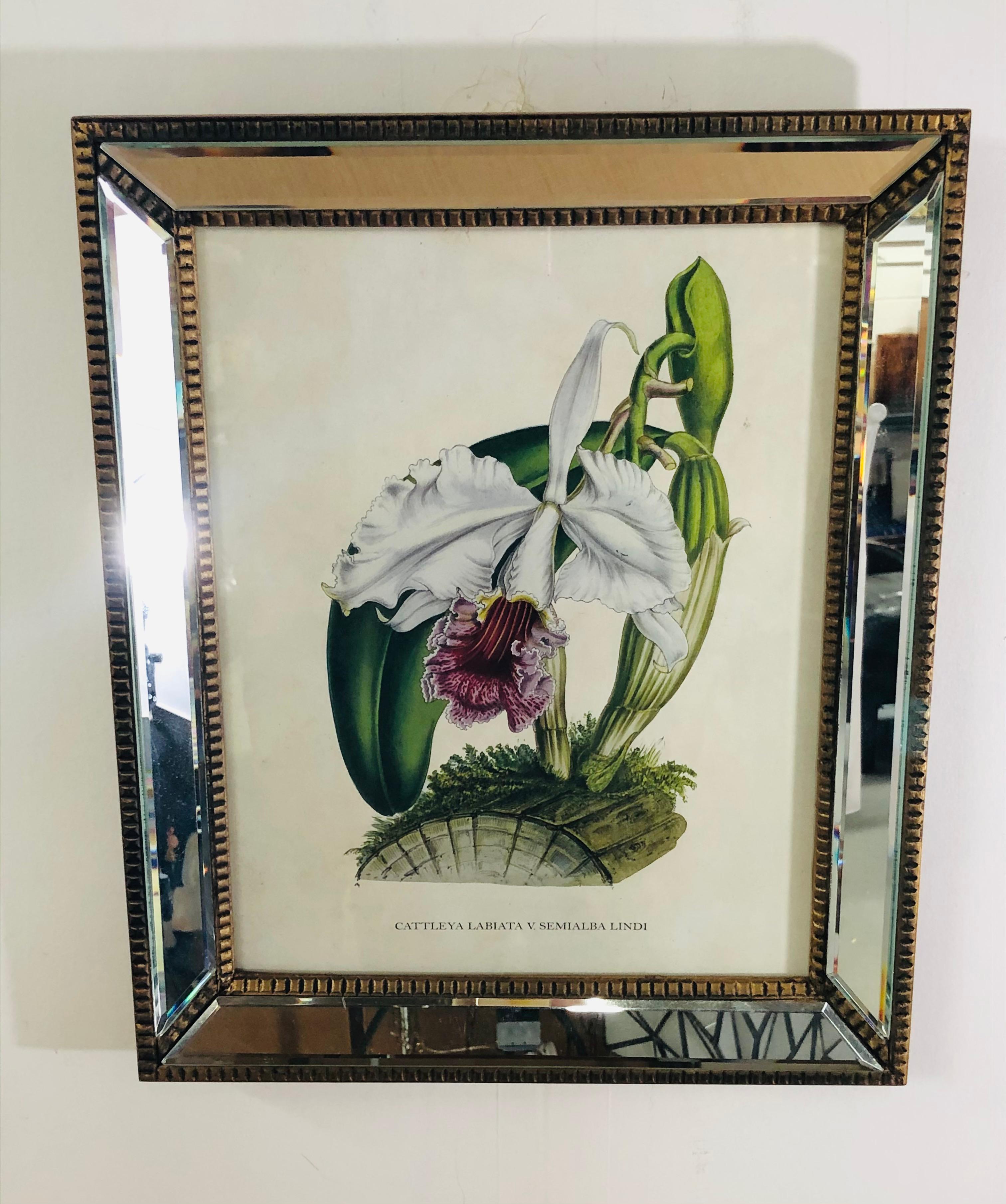 Botanicals of Cattleya Orchids in a Mirrored Custom Frame, Set of 6 4