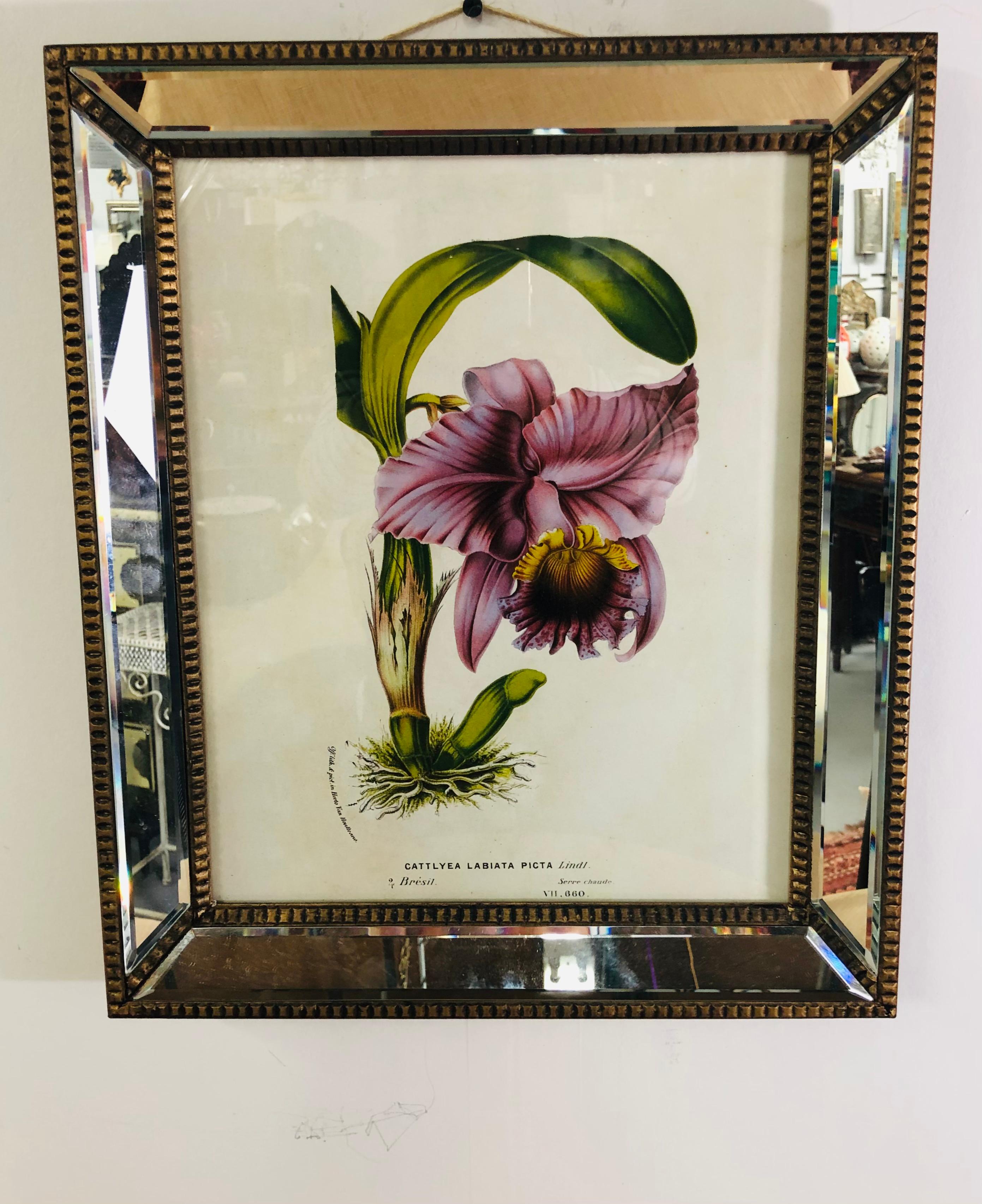 A set of 6 botanicals of Cattleya orchids found between south of Costa Rica to Argentina and discovered in late 19th century. The botanicals are titled and numbered. Each is framed in a mirrored custom fine and stylish frame. 

Measures: Each