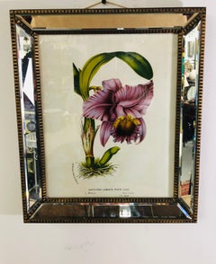 Botanicals of Cattleya Orchids in a Mirrored Custom Frame, Set of 6
